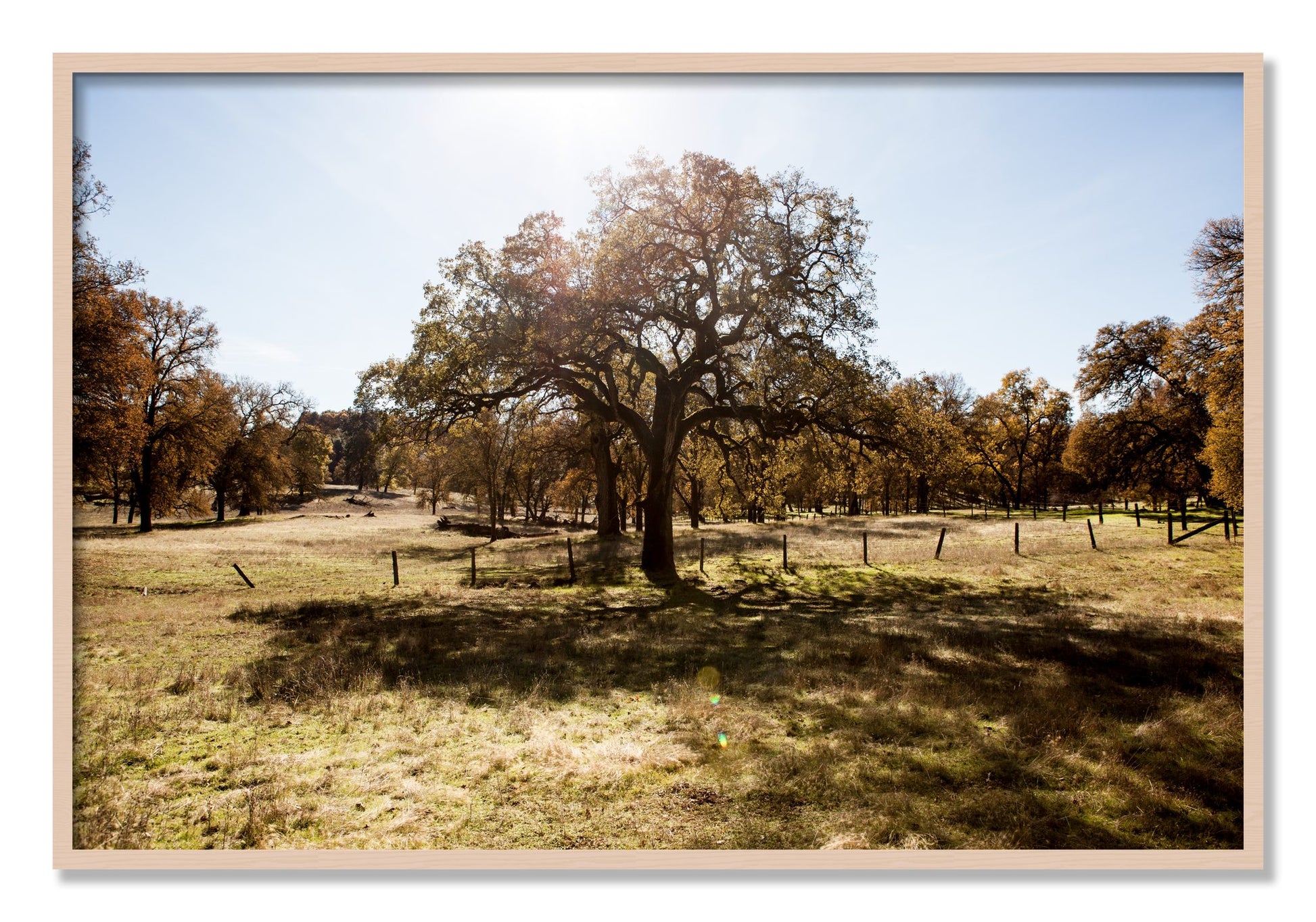 Framed photograph of Old Oak by Dylan Ozanich, Maple frame, Full Bleed