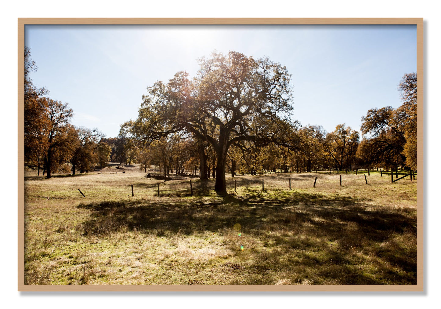 Framed photograph of Old Oak by Dylan Ozanich, Oak frame, Full Bleed
