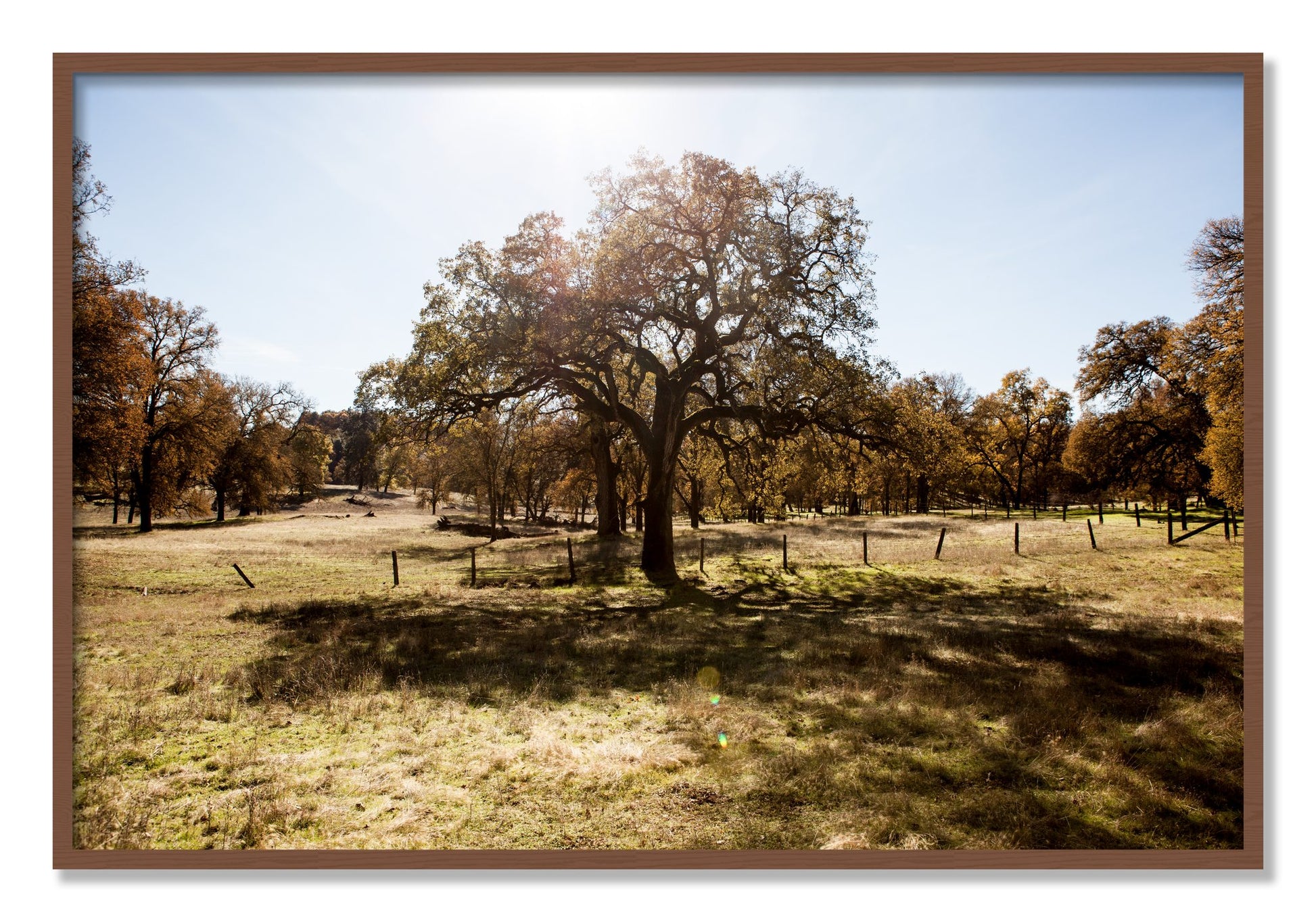 Framed photograph of Old Oak by Dylan Ozanich, Walnut frame, Full Bleed