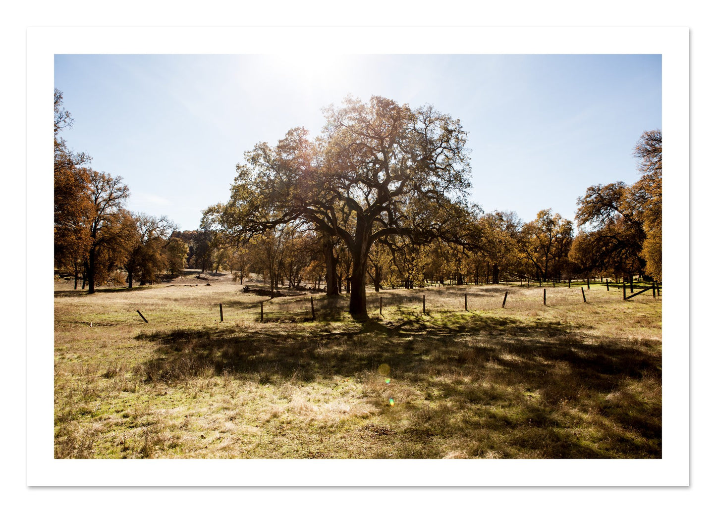 Fine art print of Old Oak by Dylan Ozanich, unframed