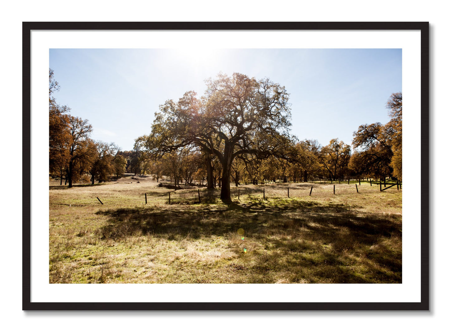 Framed photograph of Old Oak by Dylan Ozanich, Black Walnut frame, Borders