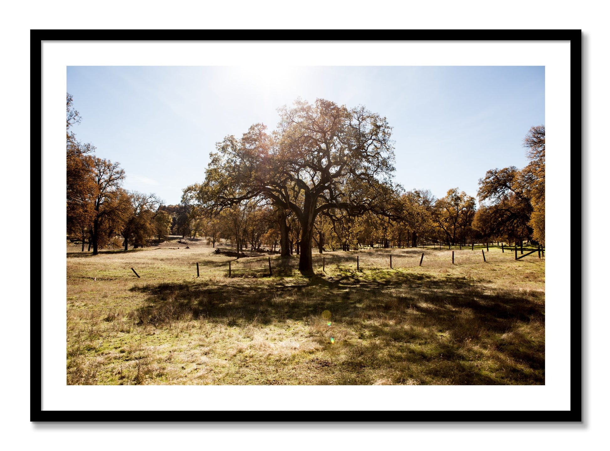 Framed photograph of Old Oak by Dylan Ozanich, Black frame, Borders