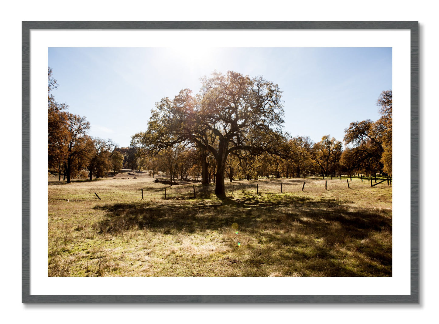 Framed photograph of Old Oak by Dylan Ozanich, Grey frame, Borders