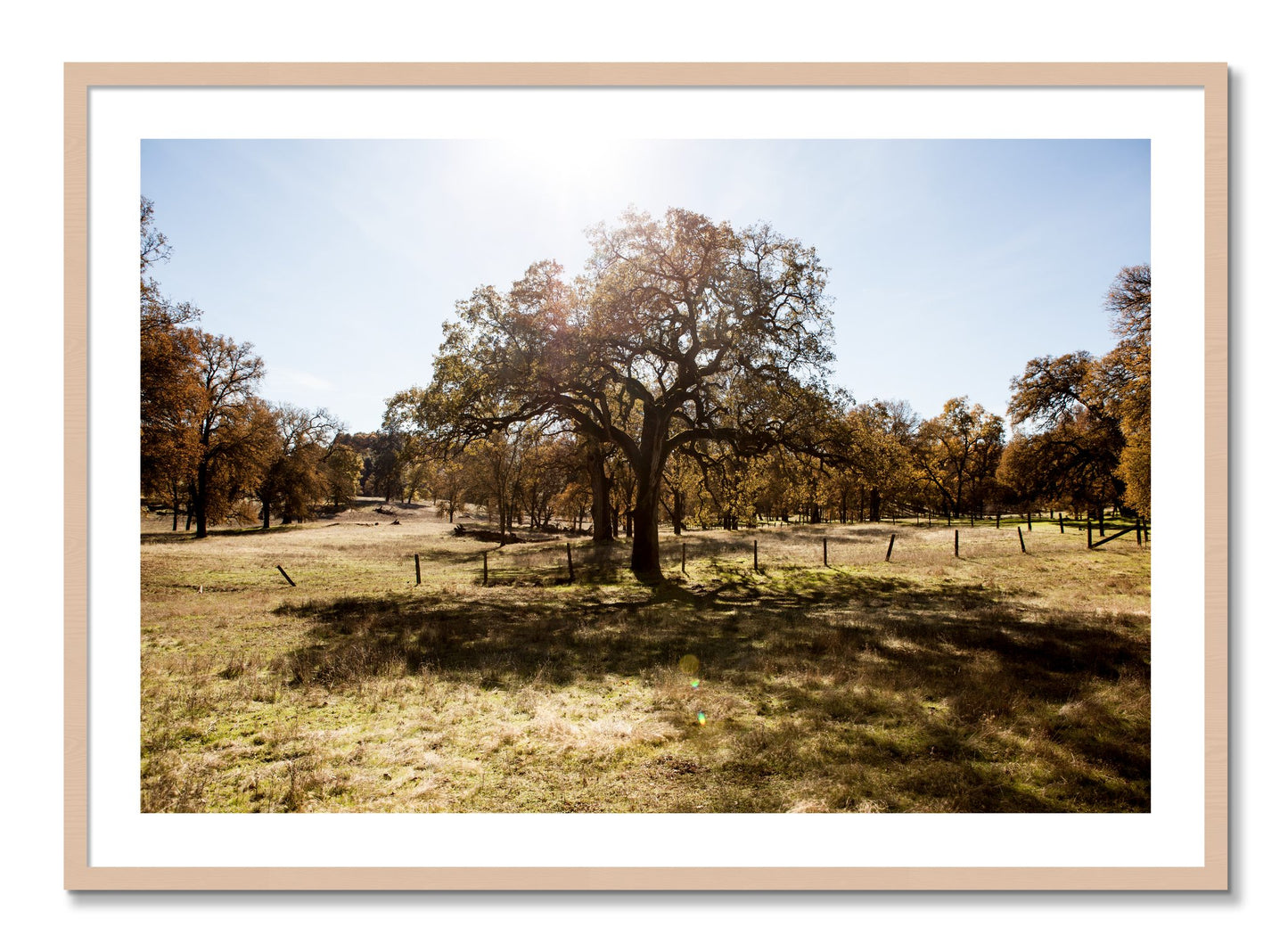 Framed photograph of Old Oak by Dylan Ozanich, Maple frame, Borders