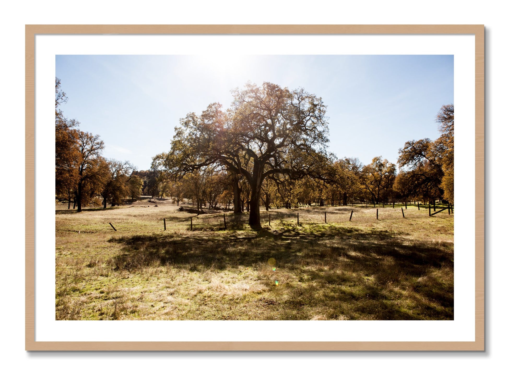 Framed photograph of Old Oak by Dylan Ozanich, Oak frame, Borders