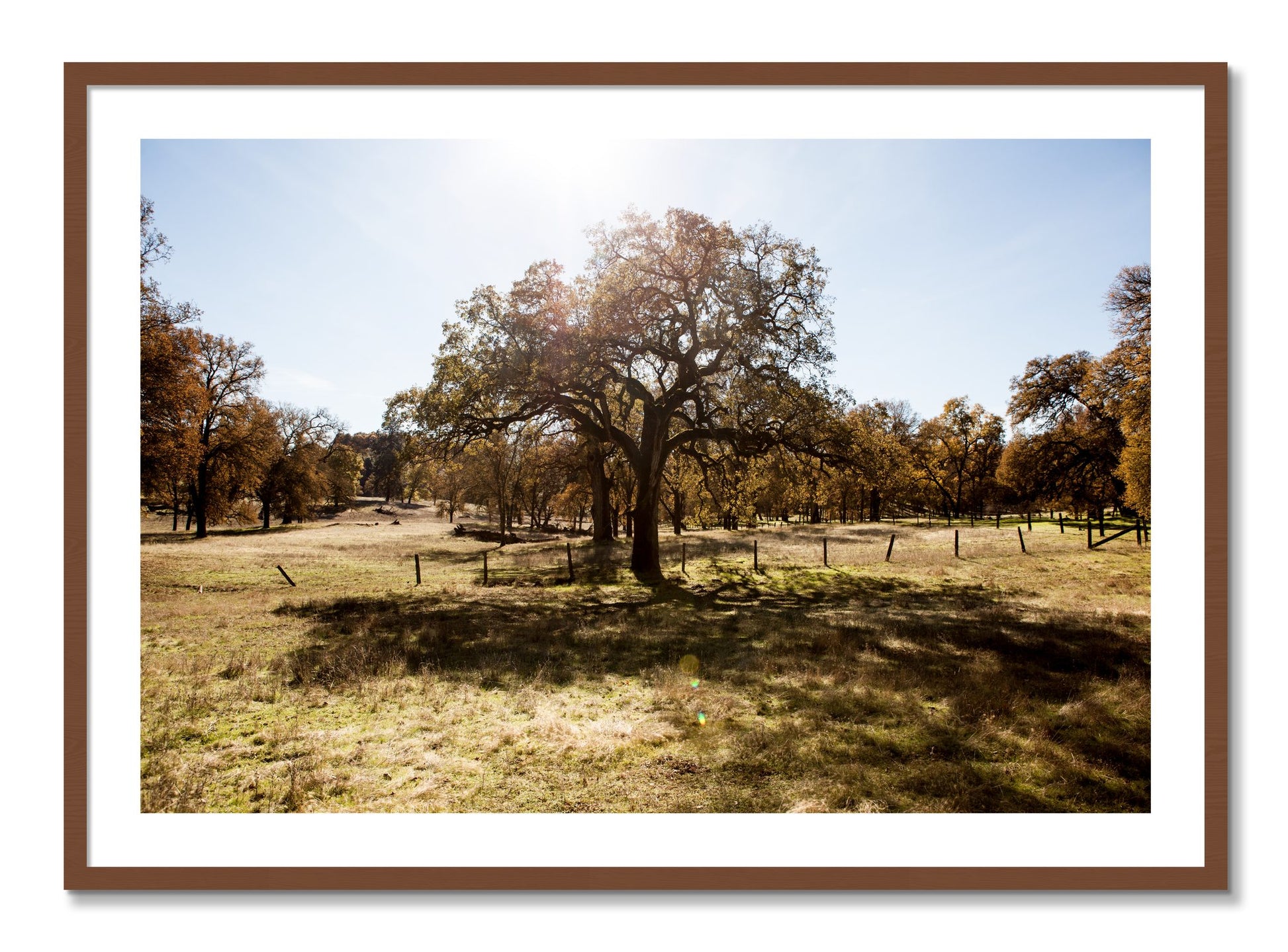 Framed photograph of Old Oak by Dylan Ozanich, Walnut frame, Borders