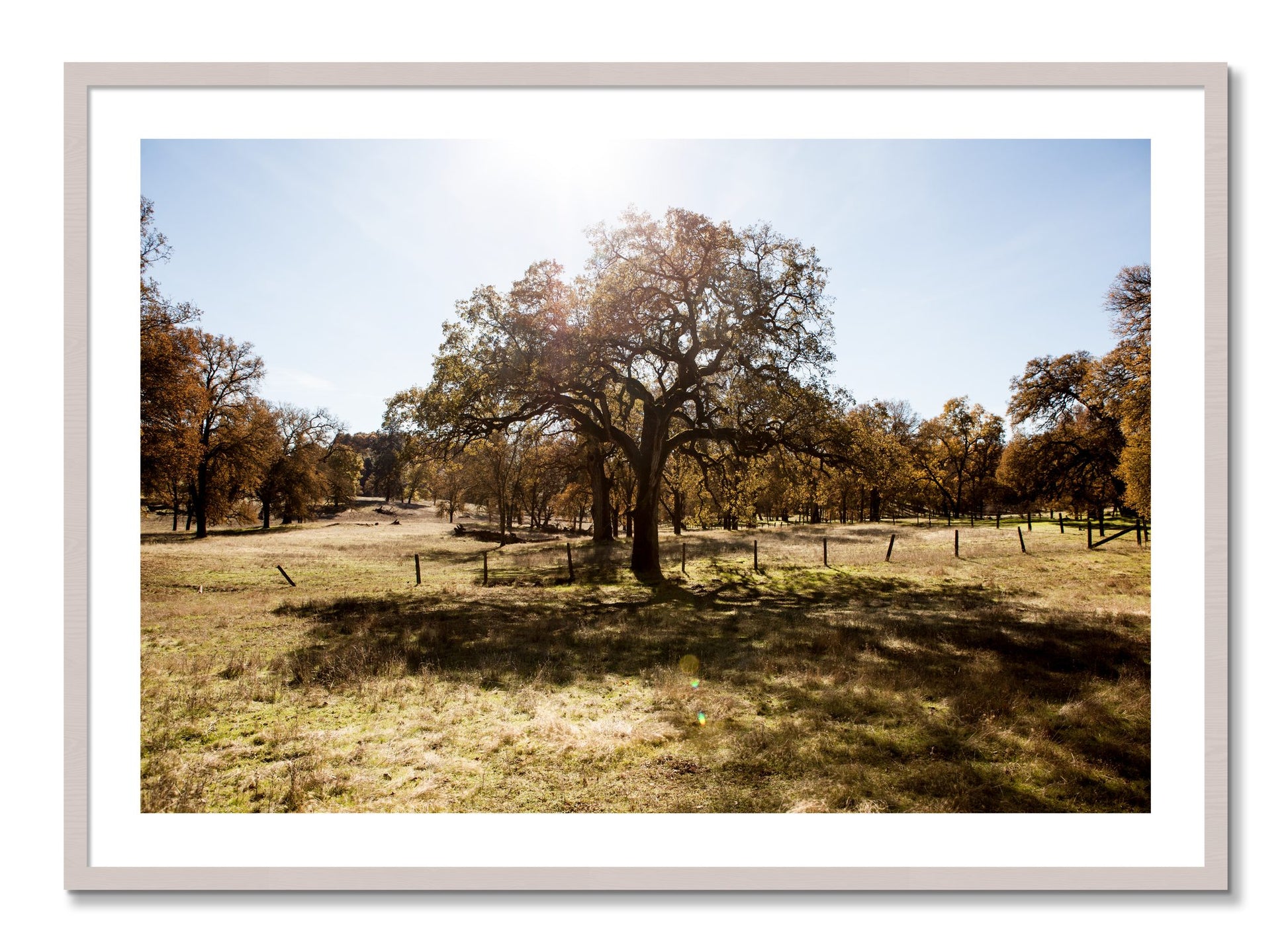 Framed photograph of Old Oak by Dylan Ozanich, White Maple frame, Borders