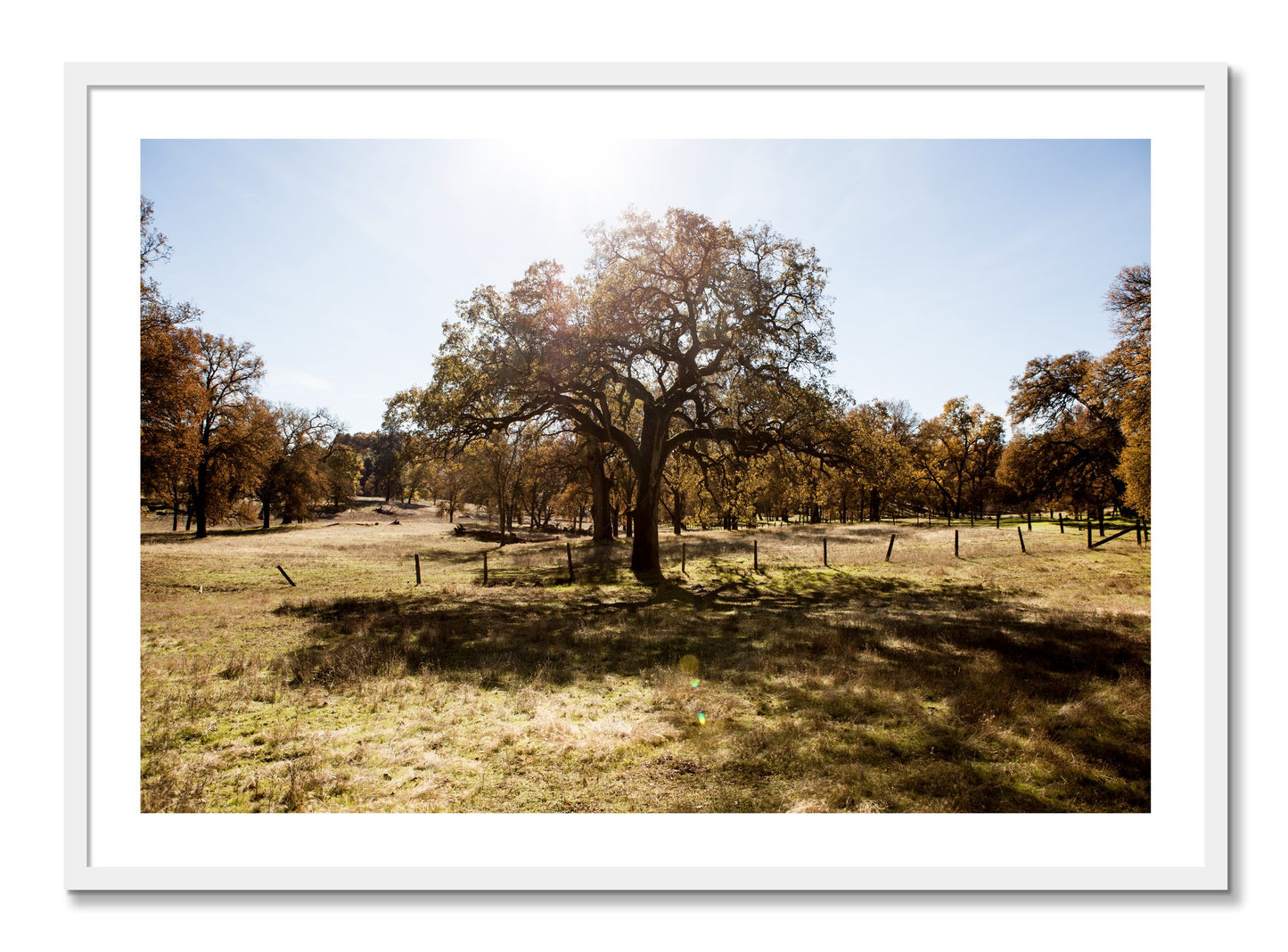 Framed photograph of Old Oak by Dylan Ozanich, White frame, Borders