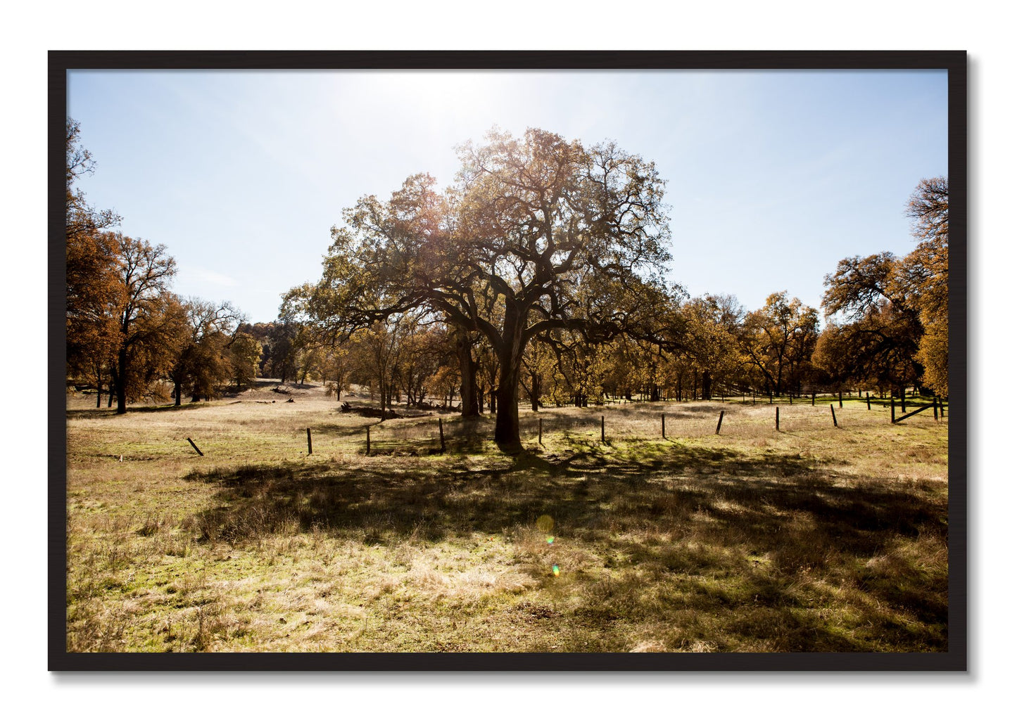 Framed photograph of Old Oak by Dylan Ozanich, Black Walnut frame, Full Bleed