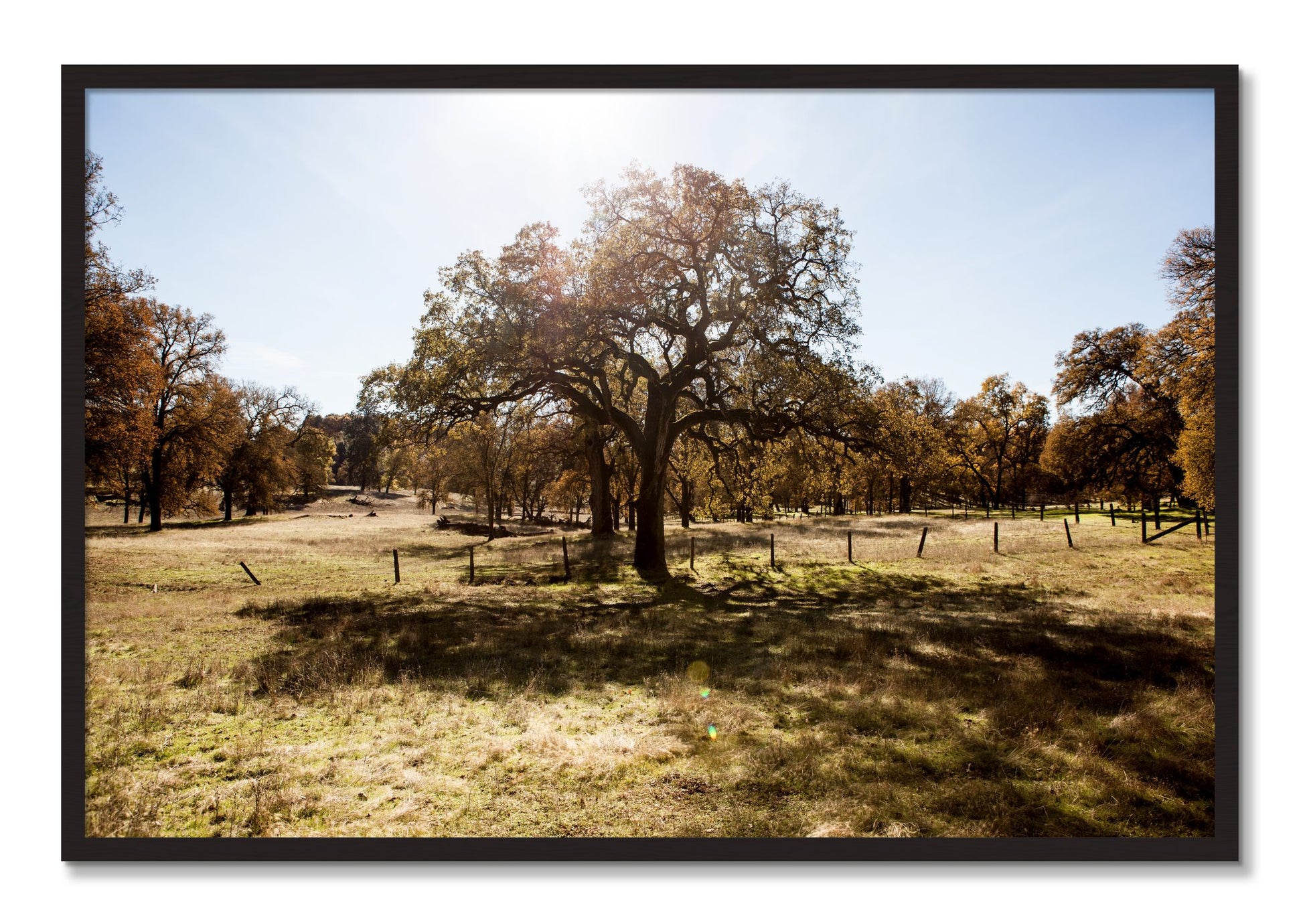 Framed photograph of Old Oak by Dylan Ozanich, Black Walnut frame, Full Bleed
