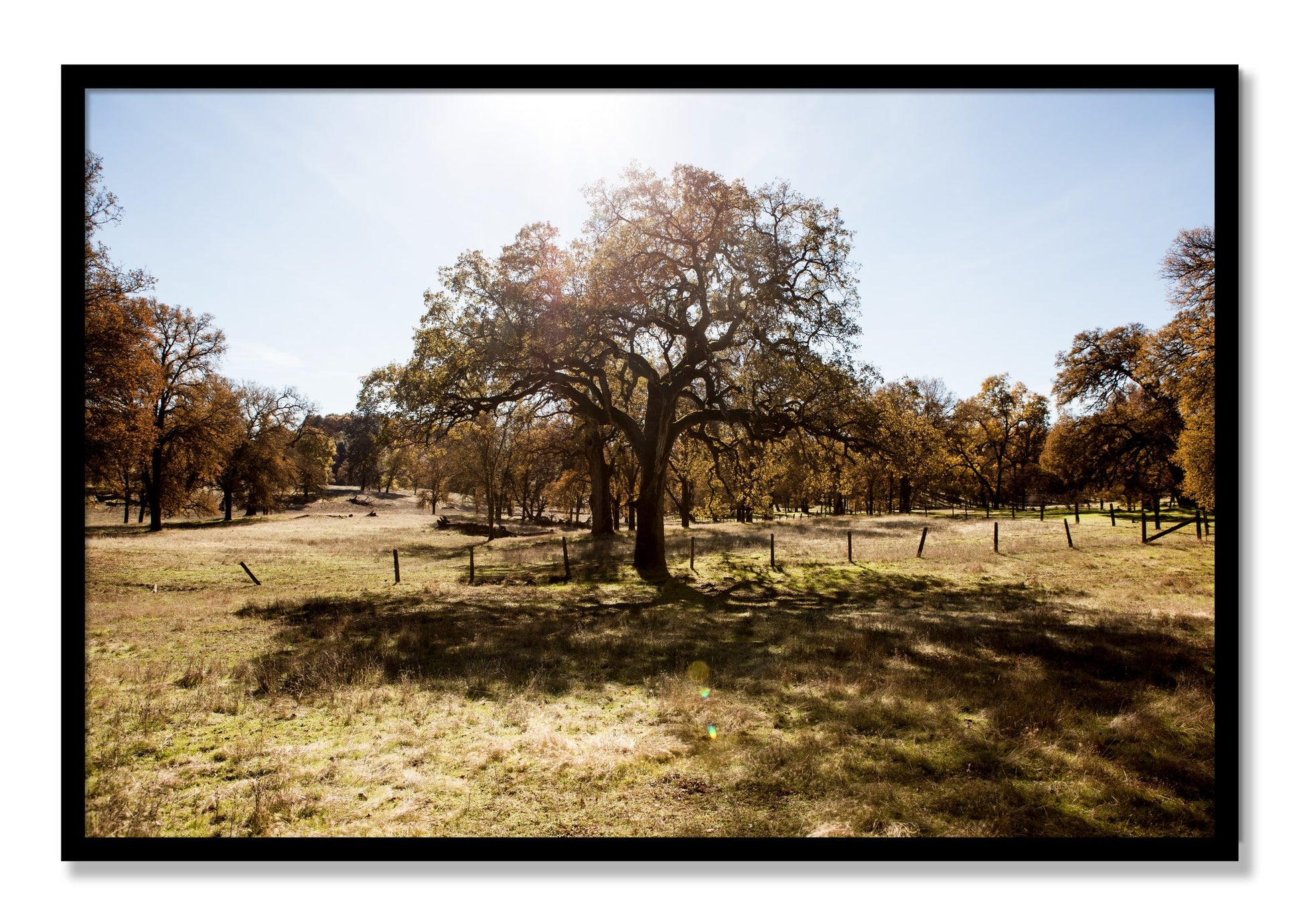 Framed photograph of Old Oak by Dylan Ozanich, Black frame, Full Bleed