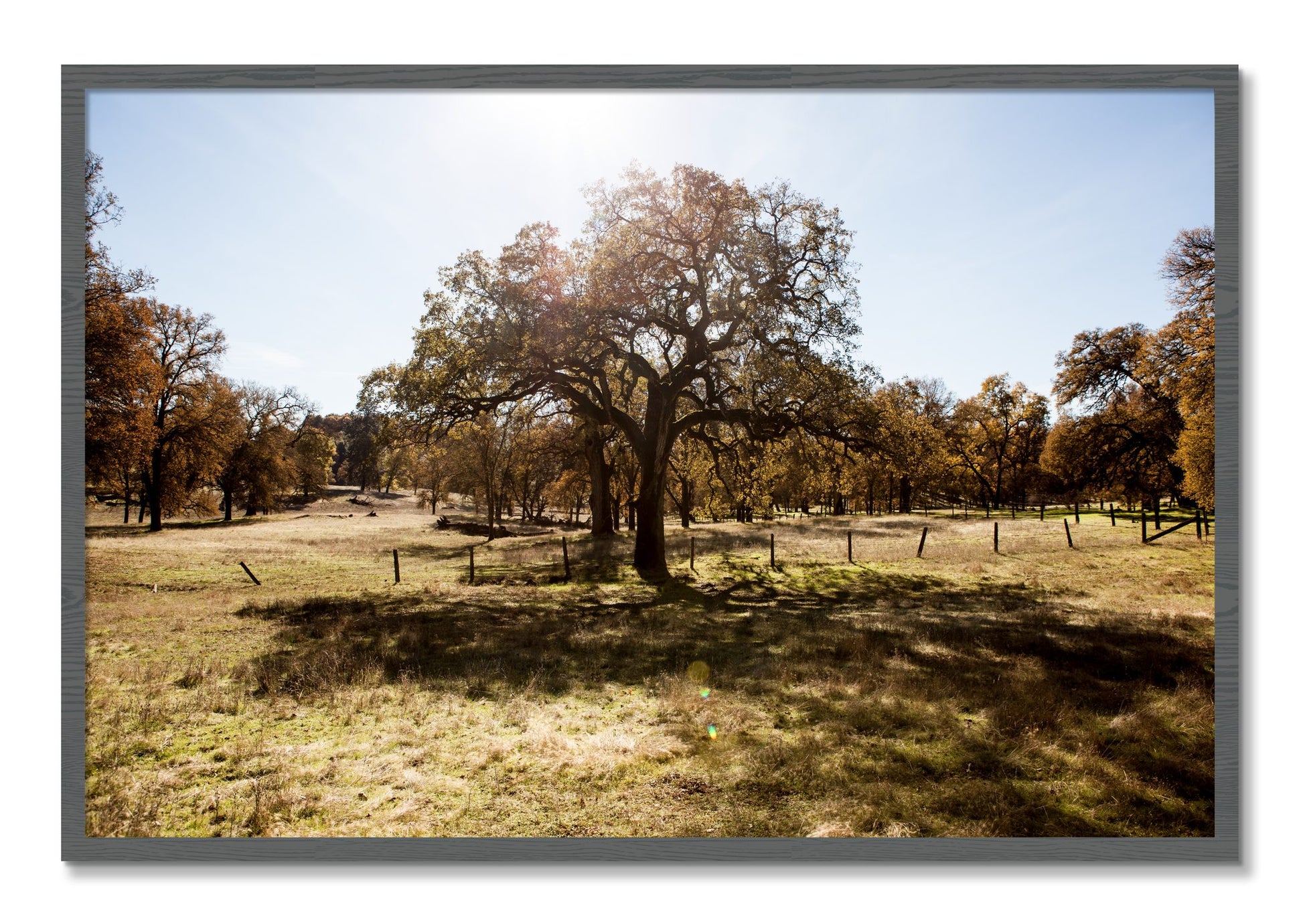 Framed photograph of Old Oak by Dylan Ozanich, Grey frame, Full Bleed