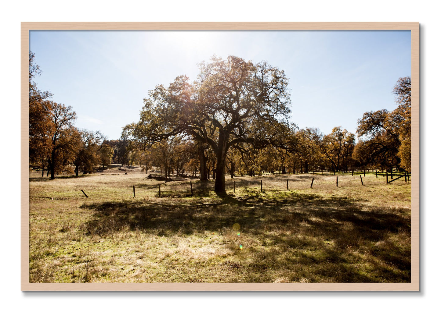 Framed photograph of Old Oak by Dylan Ozanich, Maple frame, Full Bleed