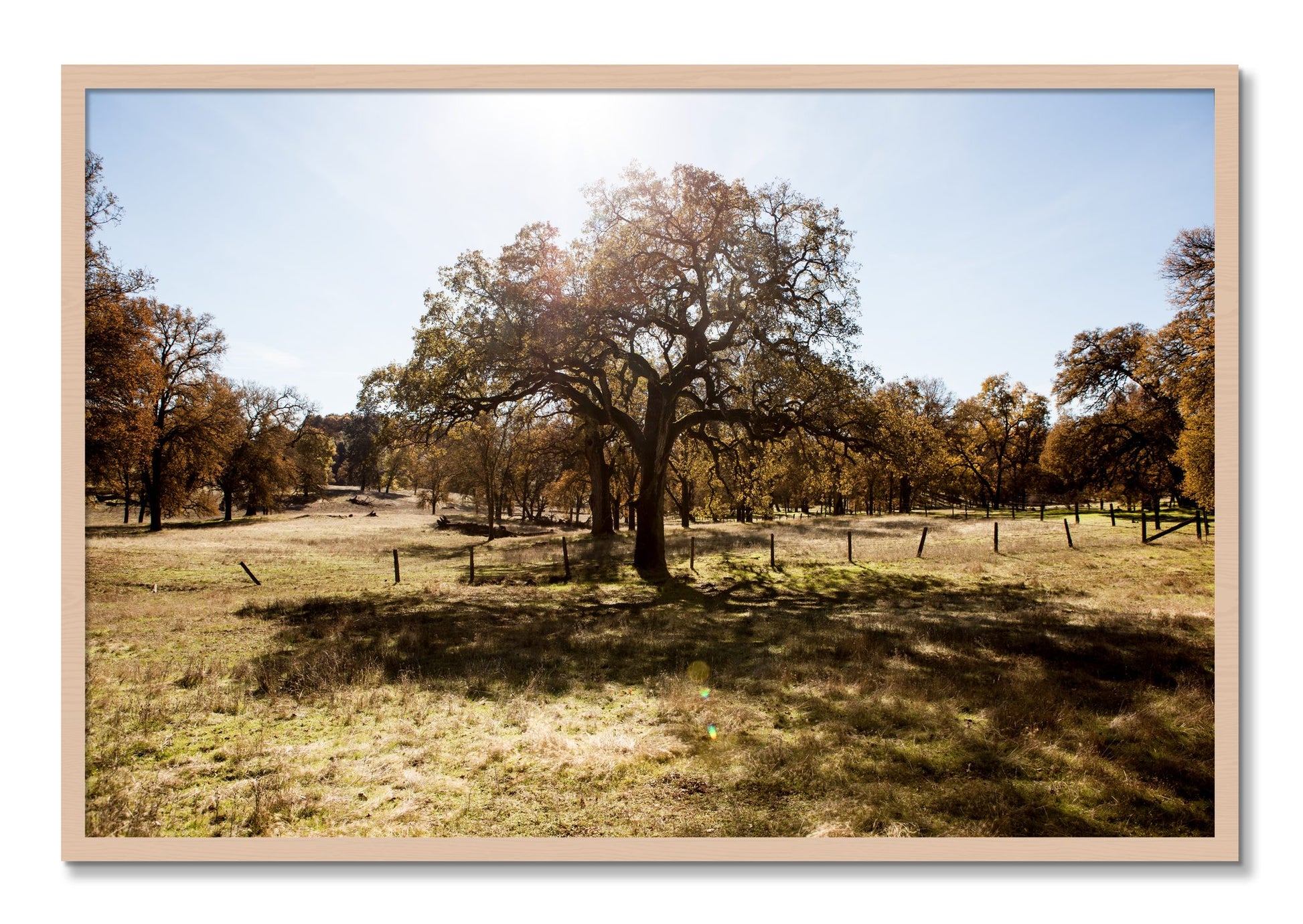 Framed photograph of Old Oak by Dylan Ozanich, Maple frame, Full Bleed
