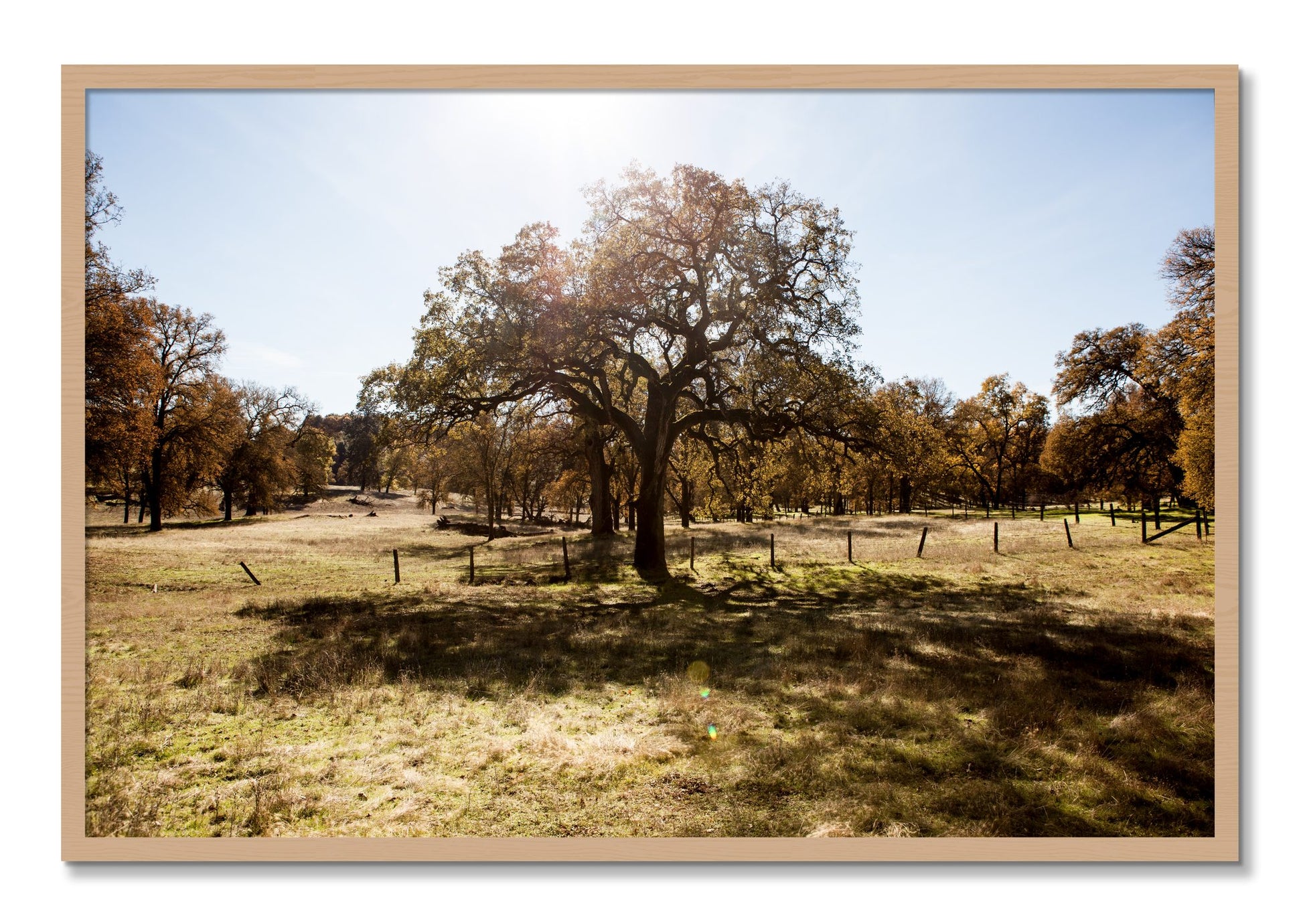 Framed photograph of Old Oak by Dylan Ozanich, Oak frame, Full Bleed