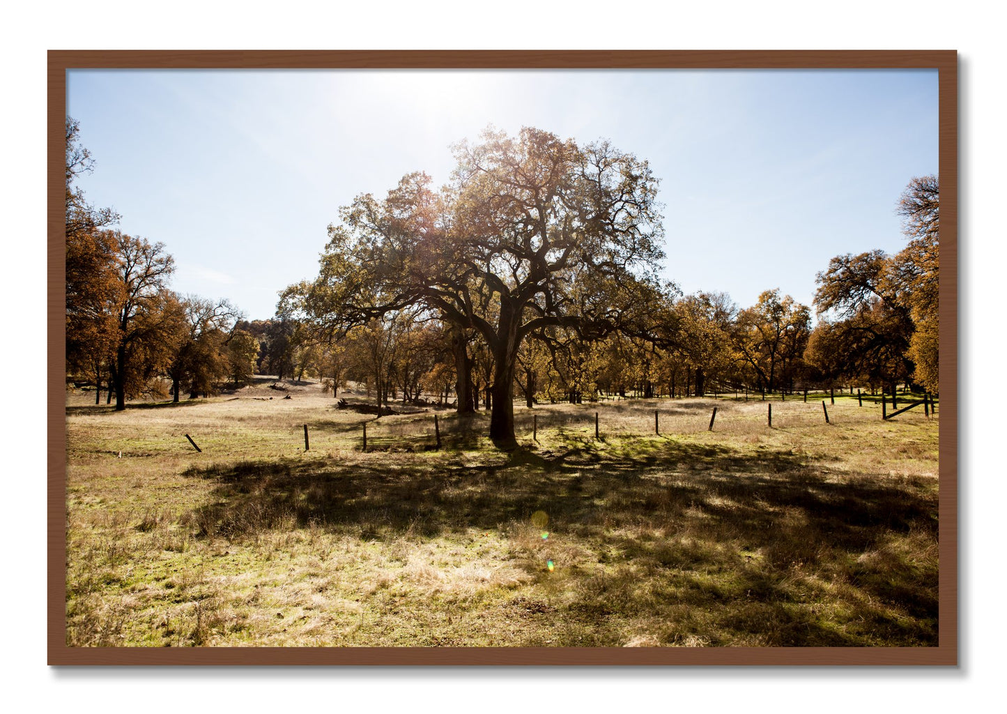 Framed photograph of Old Oak by Dylan Ozanich, Walnut frame, Full Bleed