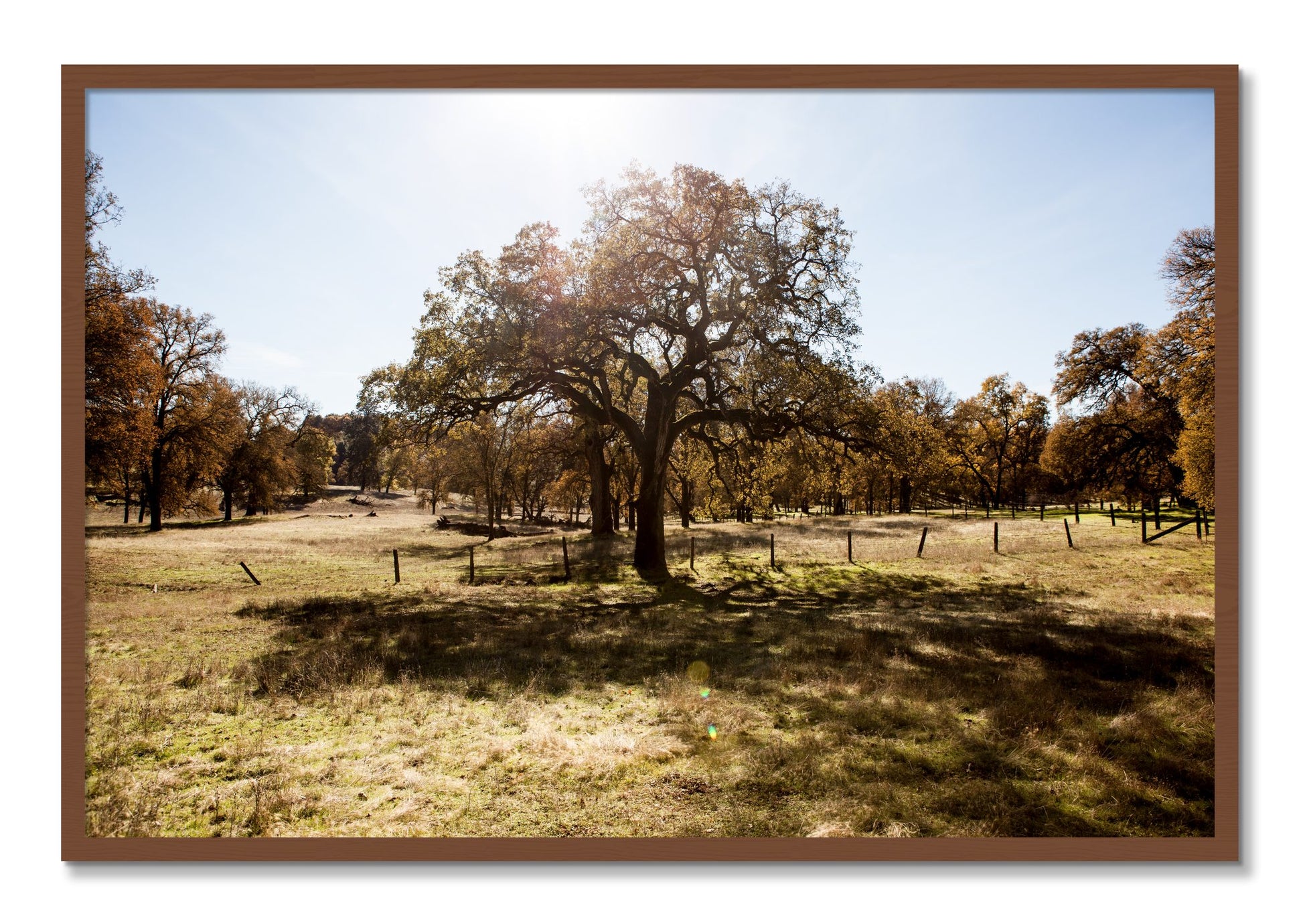 Framed photograph of Old Oak by Dylan Ozanich, Walnut frame, Full Bleed