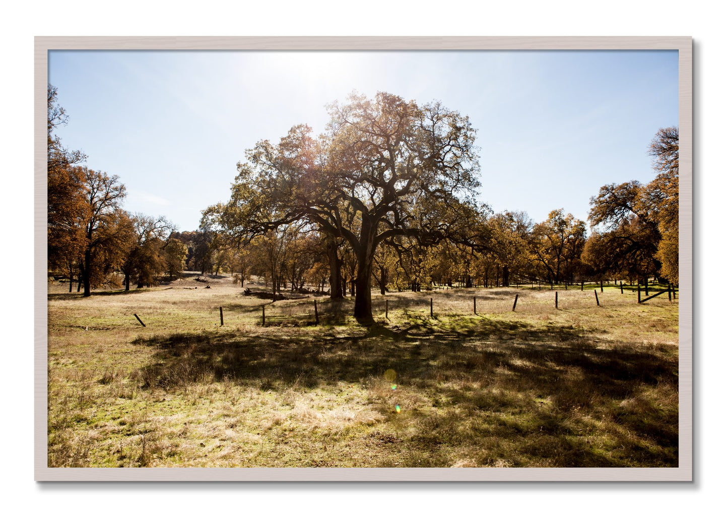 Framed photograph of Old Oak by Dylan Ozanich, White Maple frame, Full Bleed