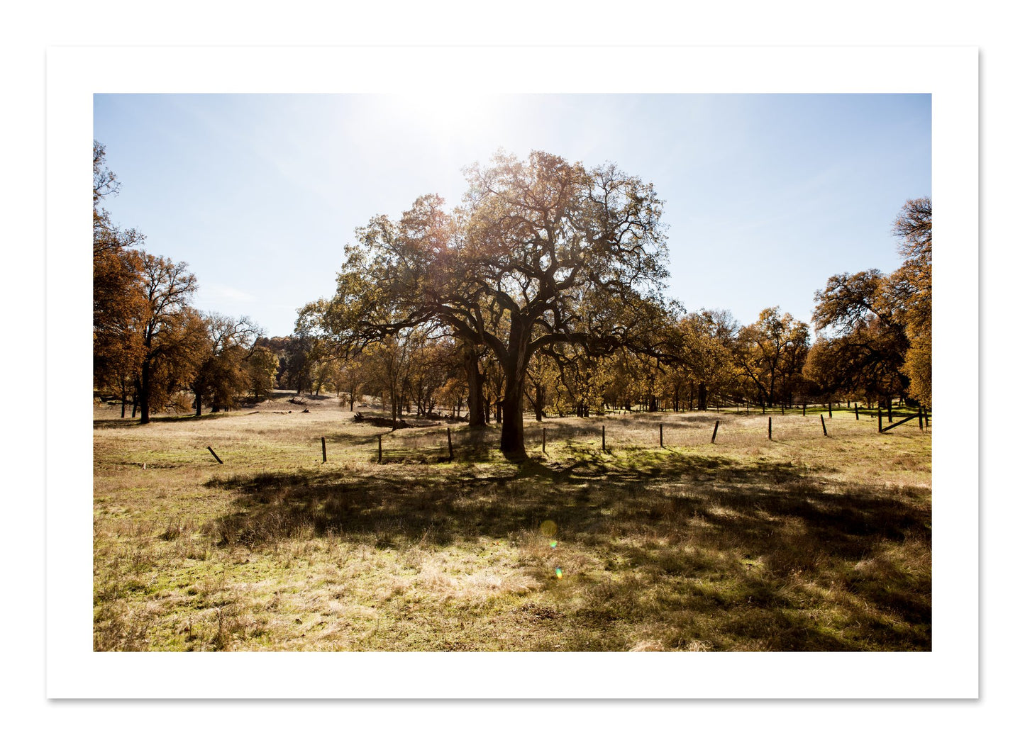 Fine art print of Old Oak by Dylan Ozanich, unframed