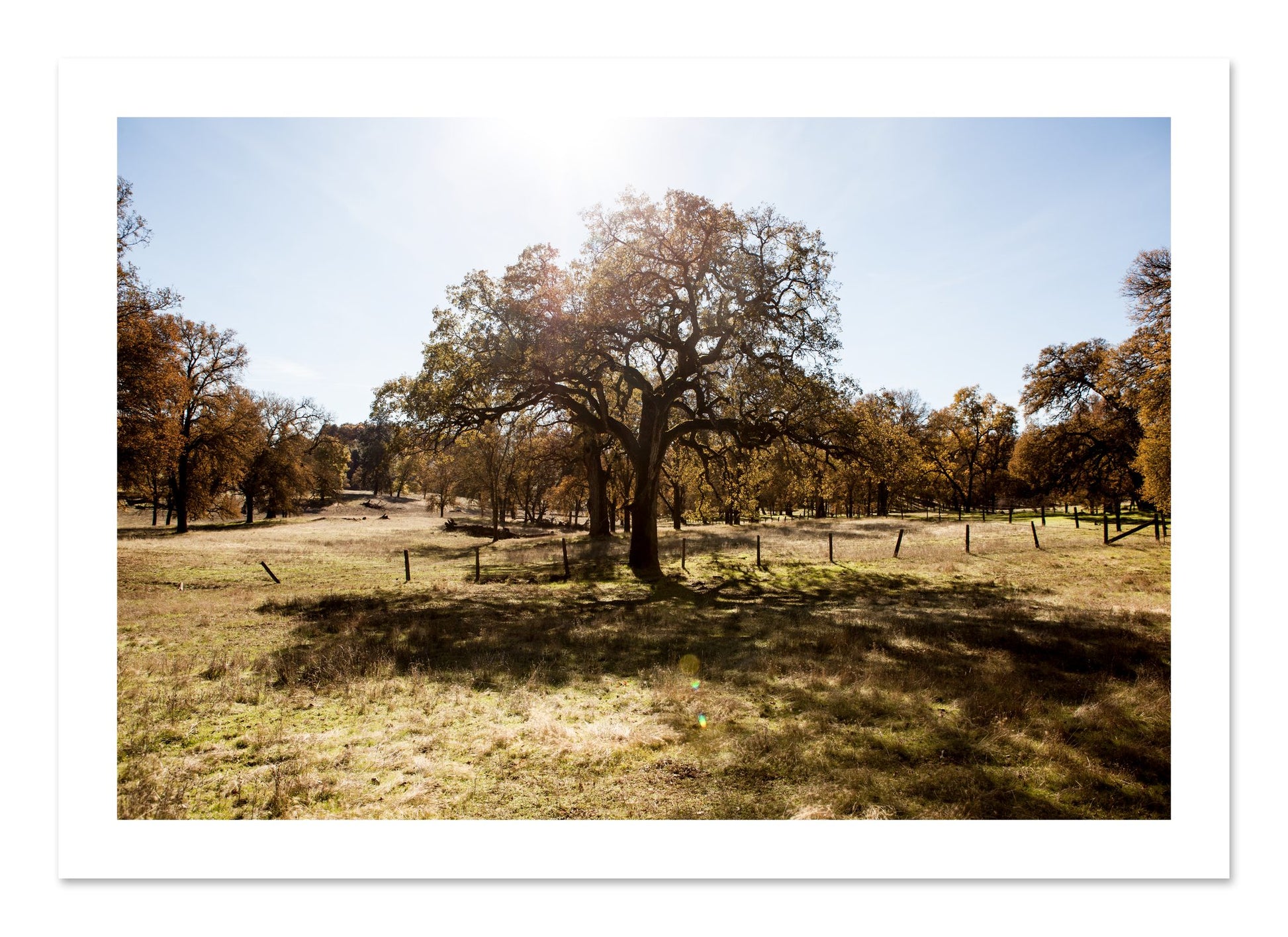 Fine art print of Old Oak by Dylan Ozanich, unframed