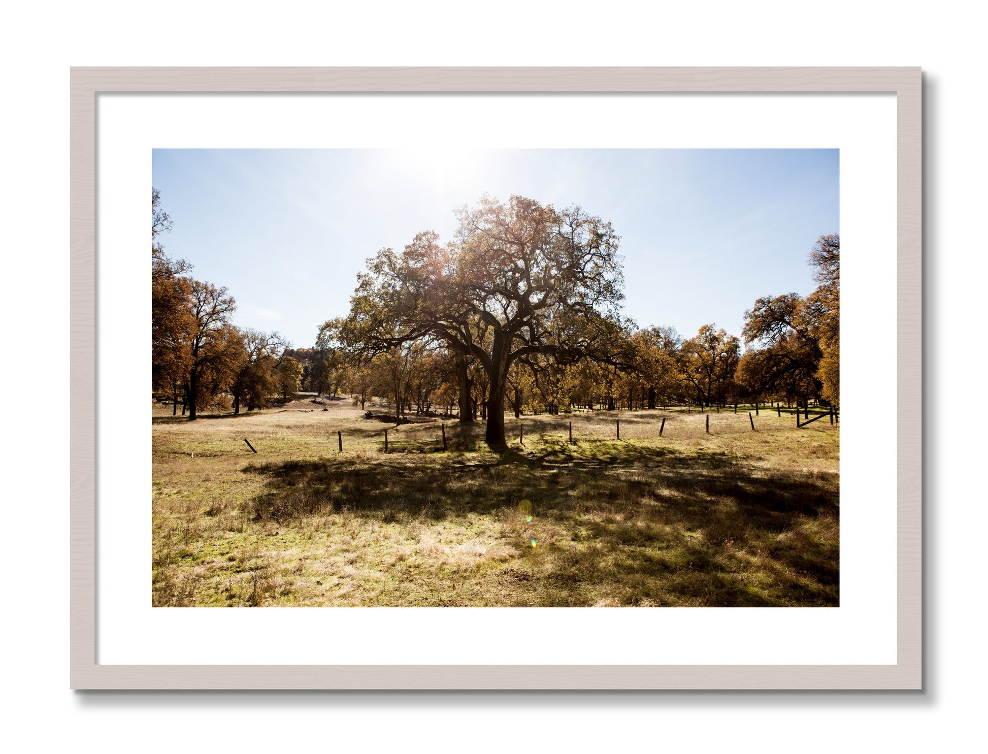 Framed photograph of Old Oak by Dylan Ozanich, White Maple frame, Borders