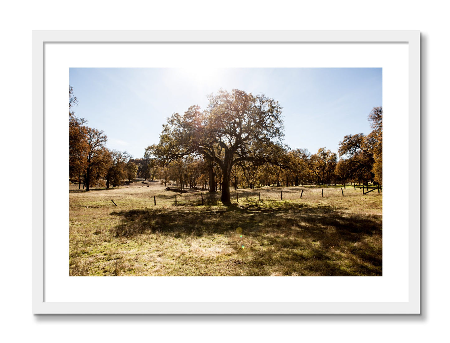 Framed photograph of Old Oak by Dylan Ozanich, White frame, Borders