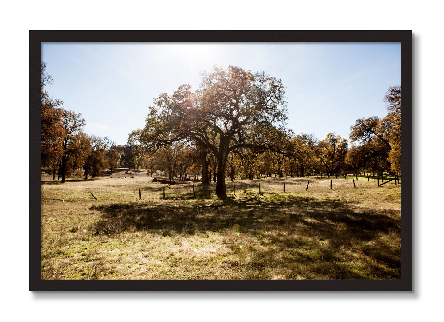 Framed photograph of Old Oak by Dylan Ozanich, Black Walnut frame, Full Bleed