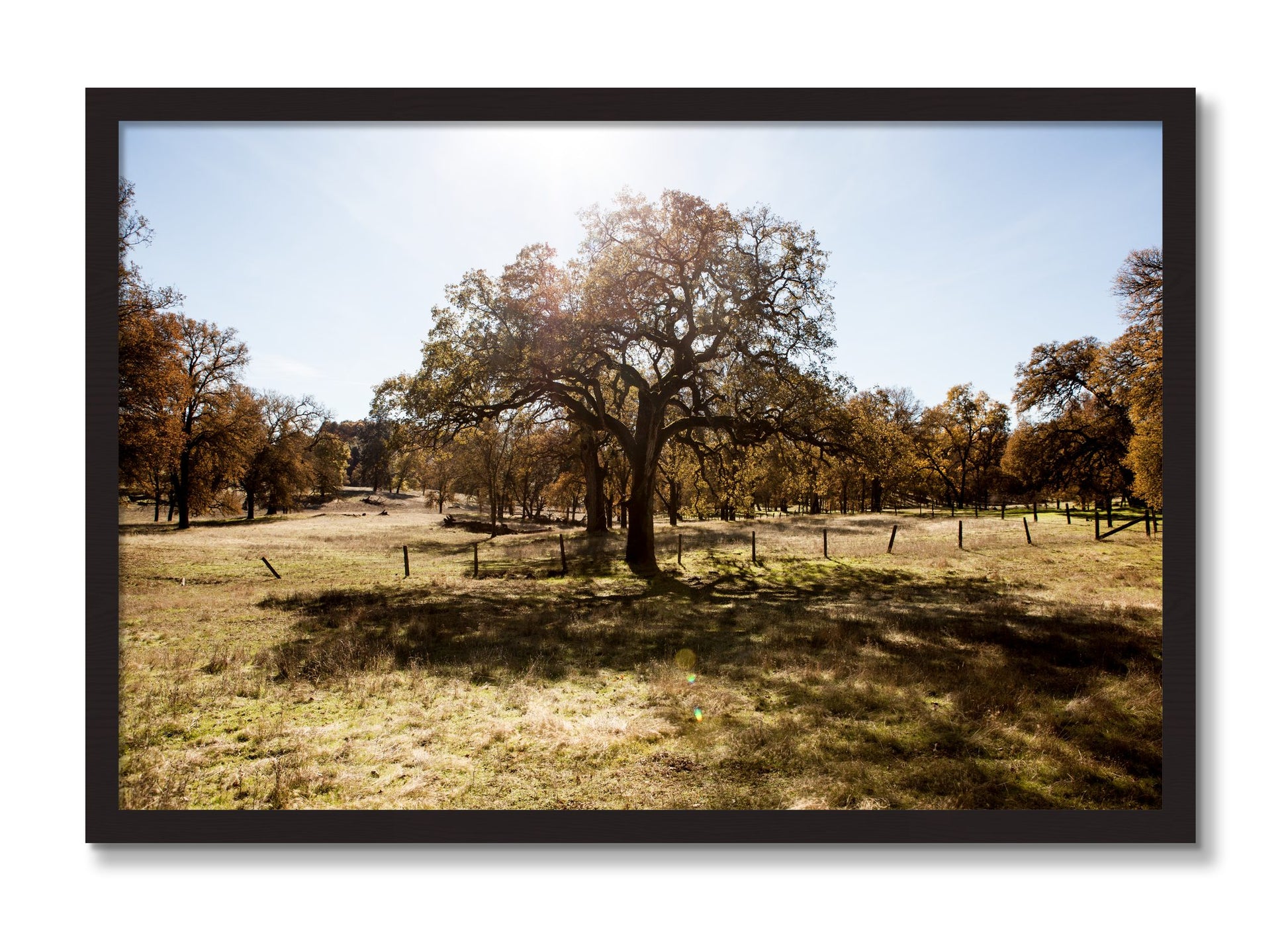 Framed photograph of Old Oak by Dylan Ozanich, Black Walnut frame, Full Bleed