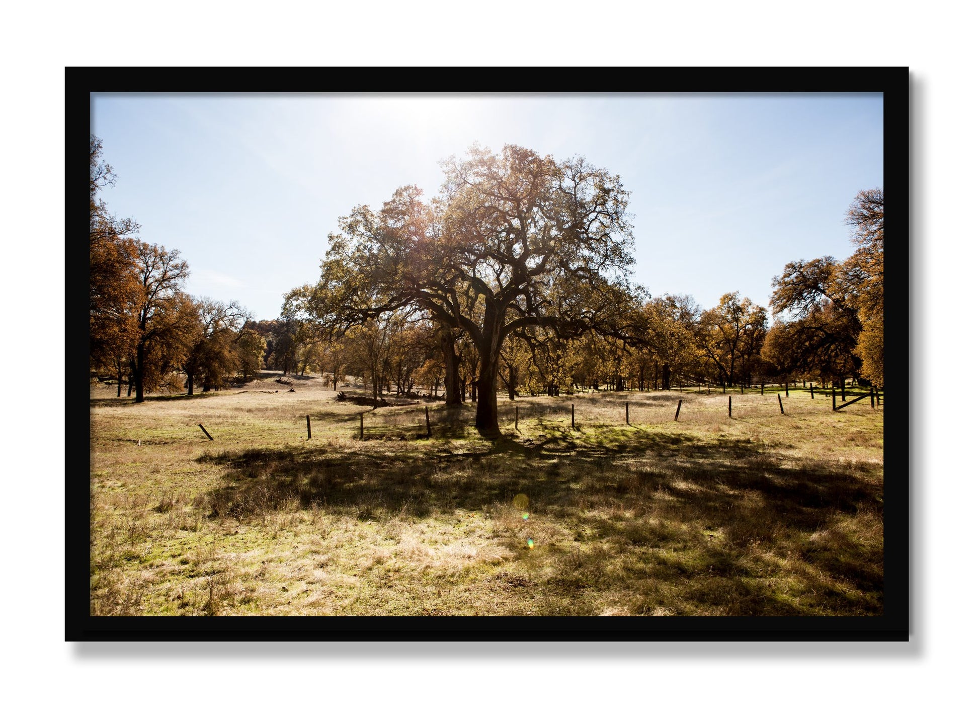 Framed photograph of Old Oak by Dylan Ozanich, Black frame, Full Bleed