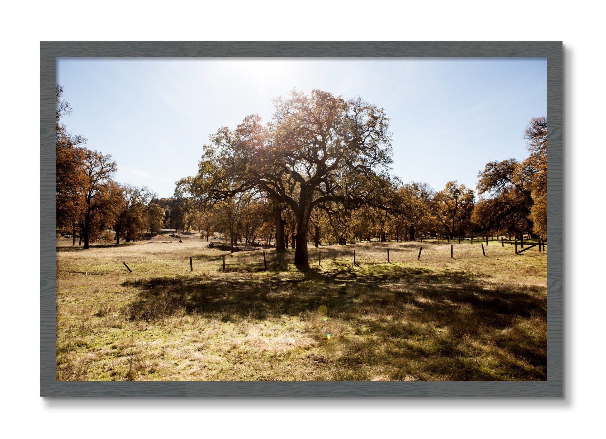 Framed photograph of Old Oak by Dylan Ozanich, Grey frame, Full Bleed