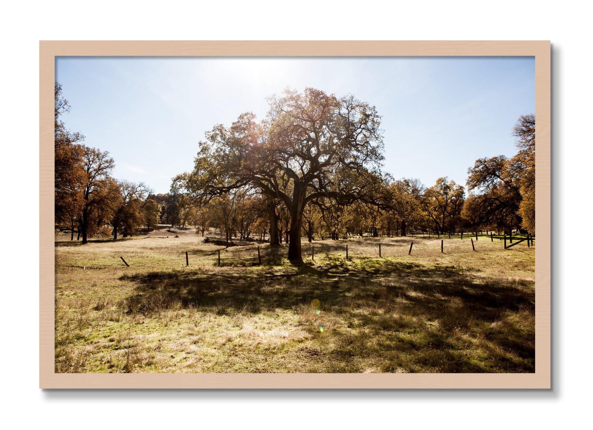 Framed photograph of Old Oak by Dylan Ozanich, Maple frame, Full Bleed