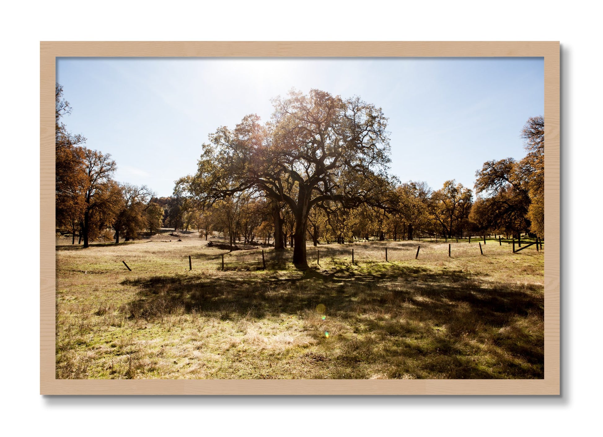 Framed photograph of Old Oak by Dylan Ozanich, Oak frame, Full Bleed
