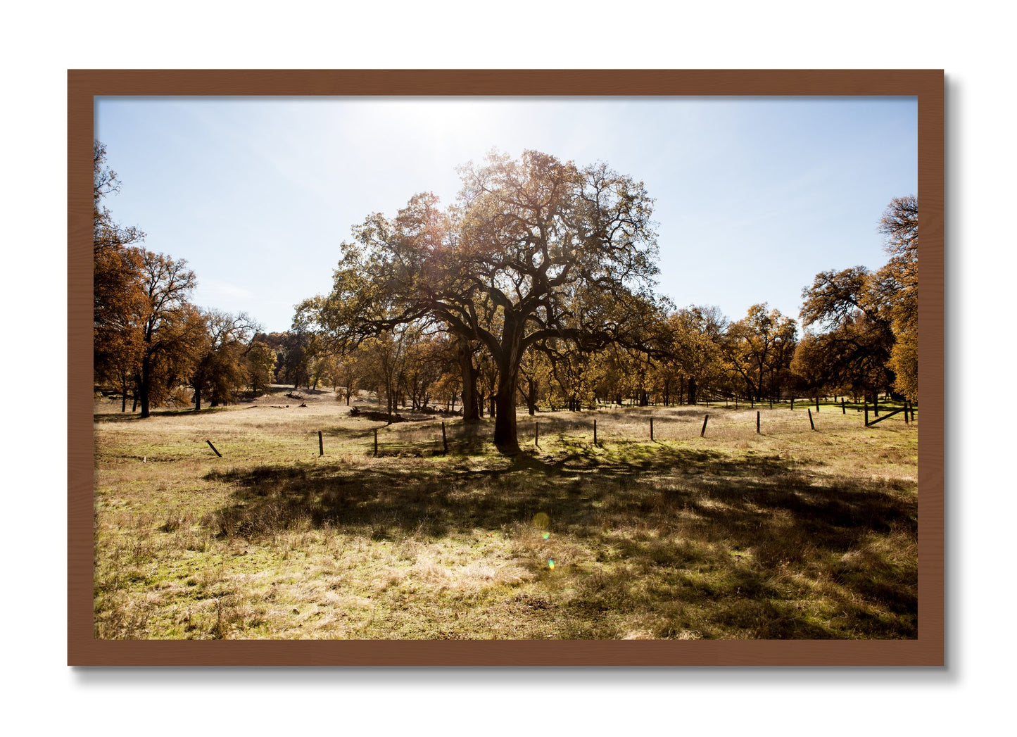 Framed photograph of Old Oak by Dylan Ozanich, Walnut frame, Full Bleed