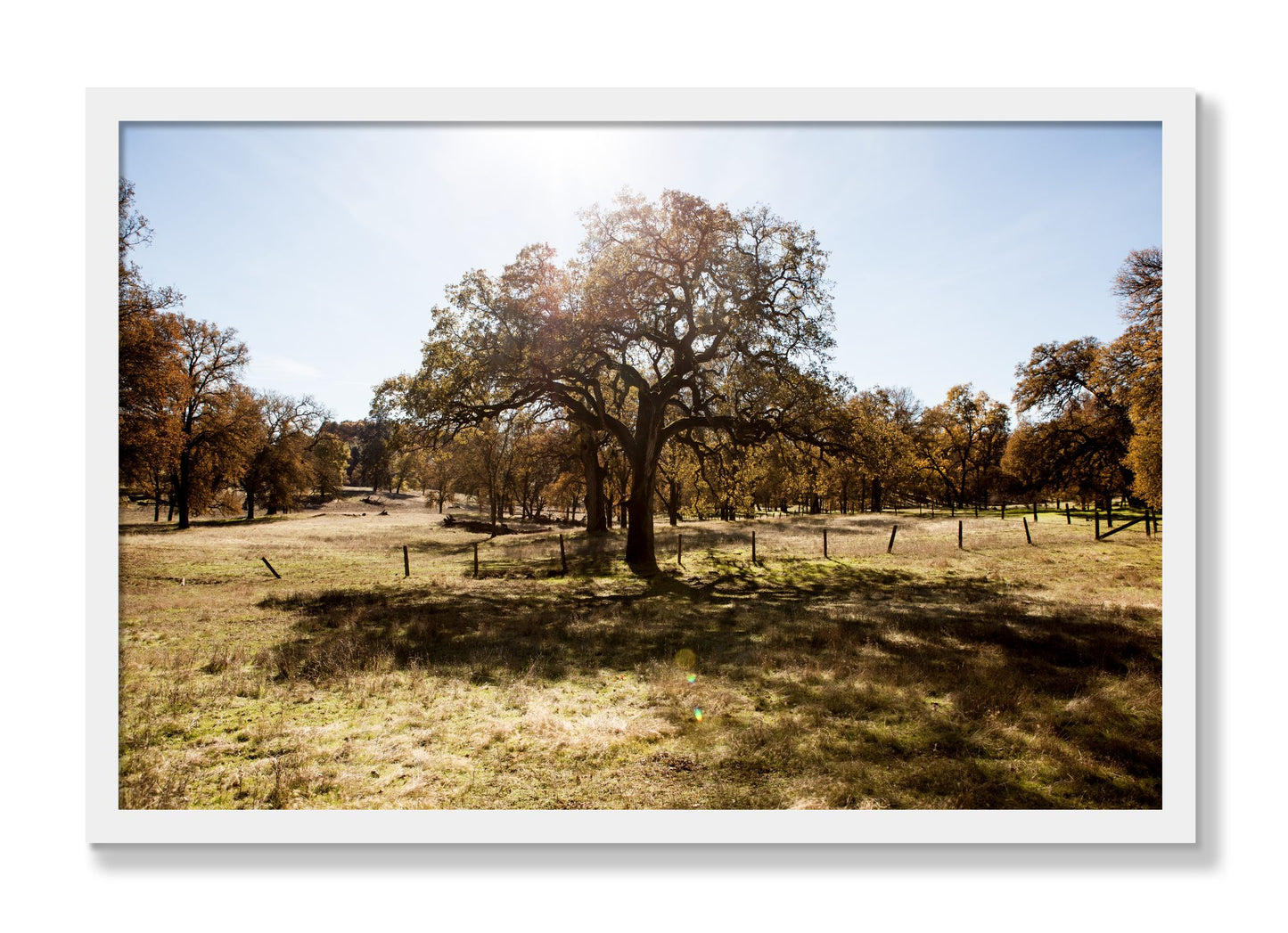 Framed photograph of Old Oak by Dylan Ozanich, White frame, Full Bleed