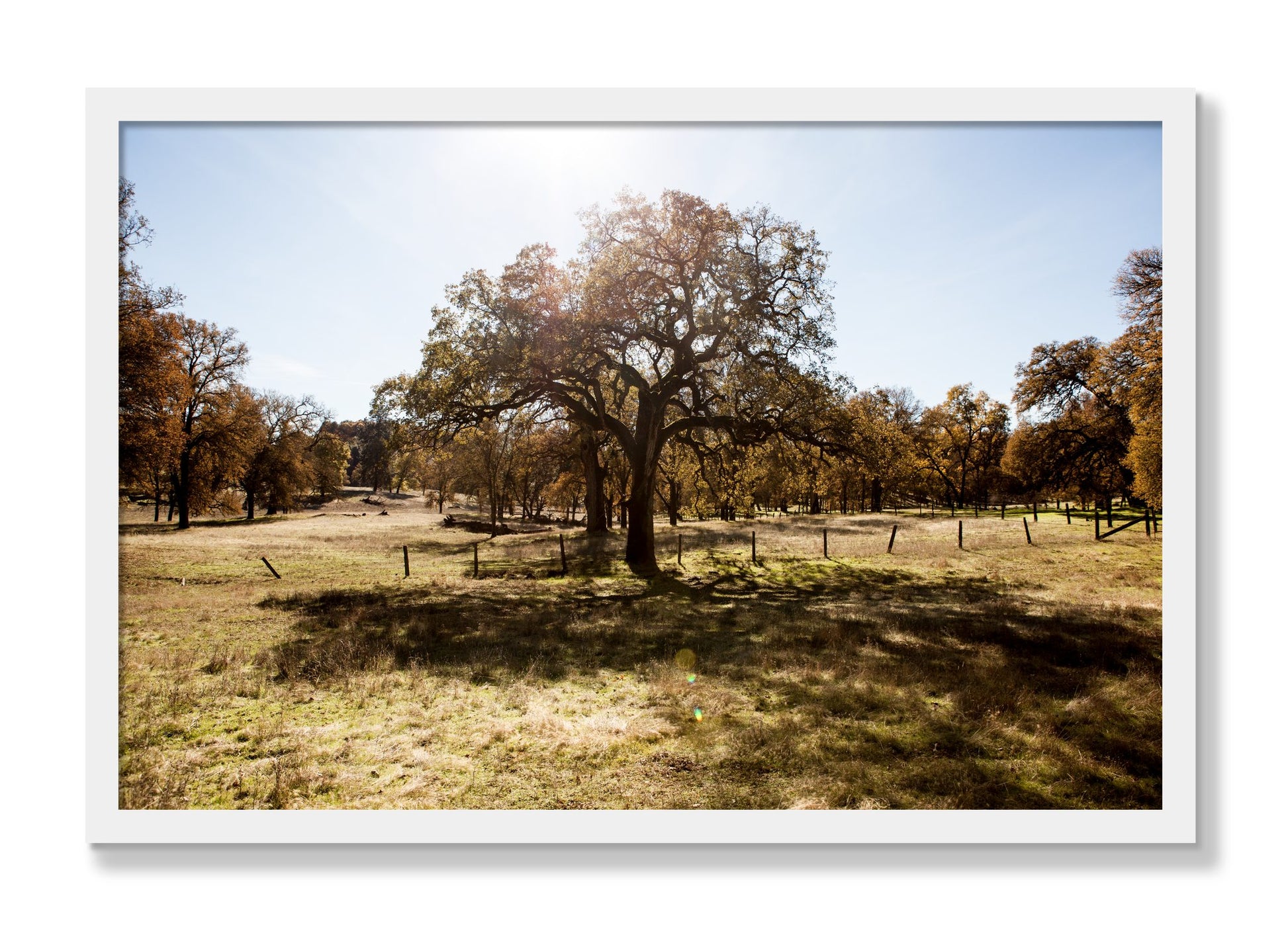 Framed photograph of Old Oak by Dylan Ozanich, White frame, Full Bleed