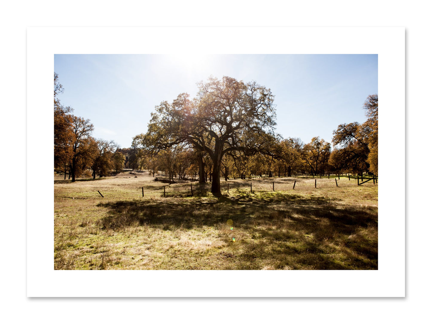 Fine art print of Old Oak by Dylan Ozanich, unframed