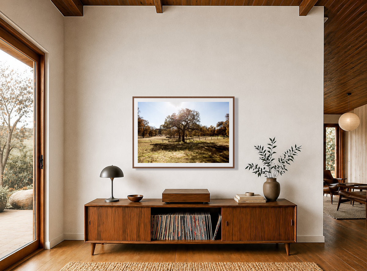 Old Oak in a room