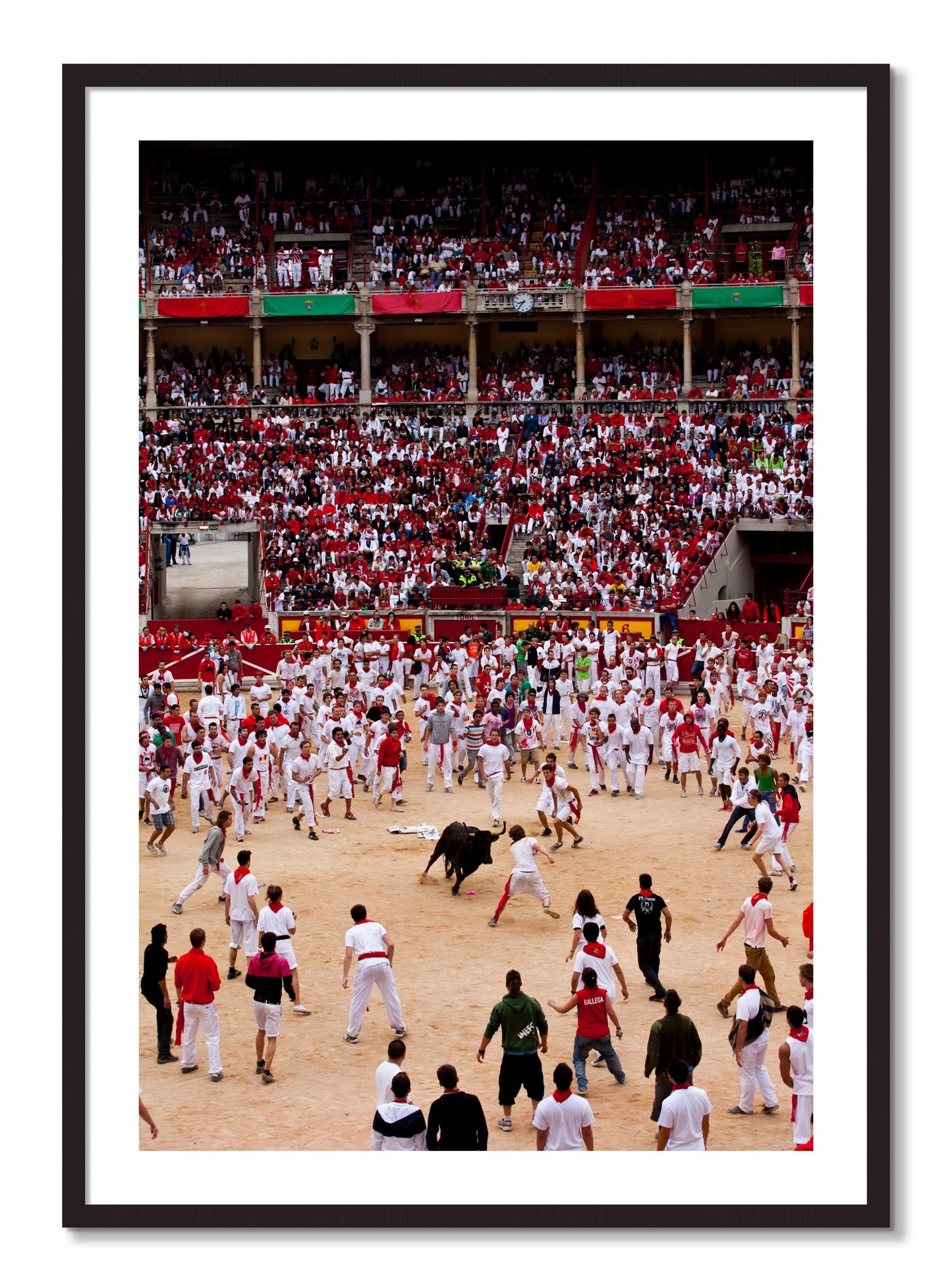 Framed photograph of Panploma by Dylan Ozanich, Black Walnut frame, Borders