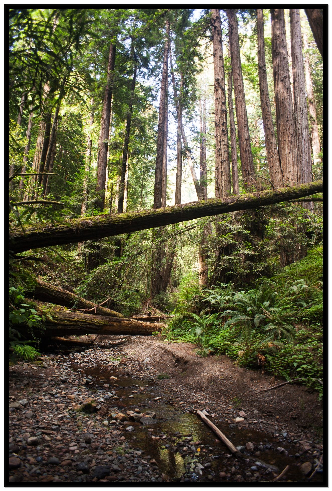 Redwoods California by Dylan Ozanich, 48×72 Full Bleed Print in a Black frame