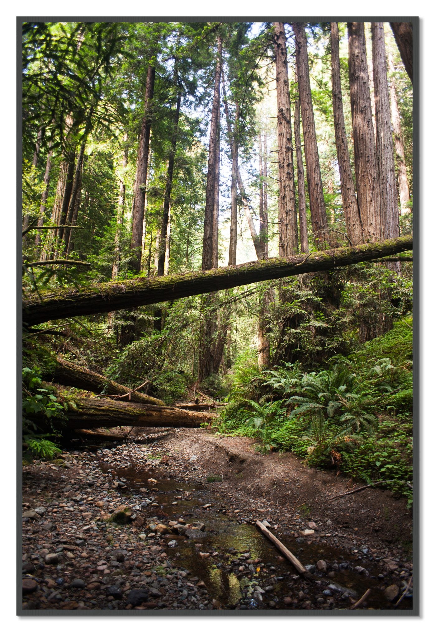 Redwoods California by Dylan Ozanich, 48×72 Full Bleed Print in a Grey frame
