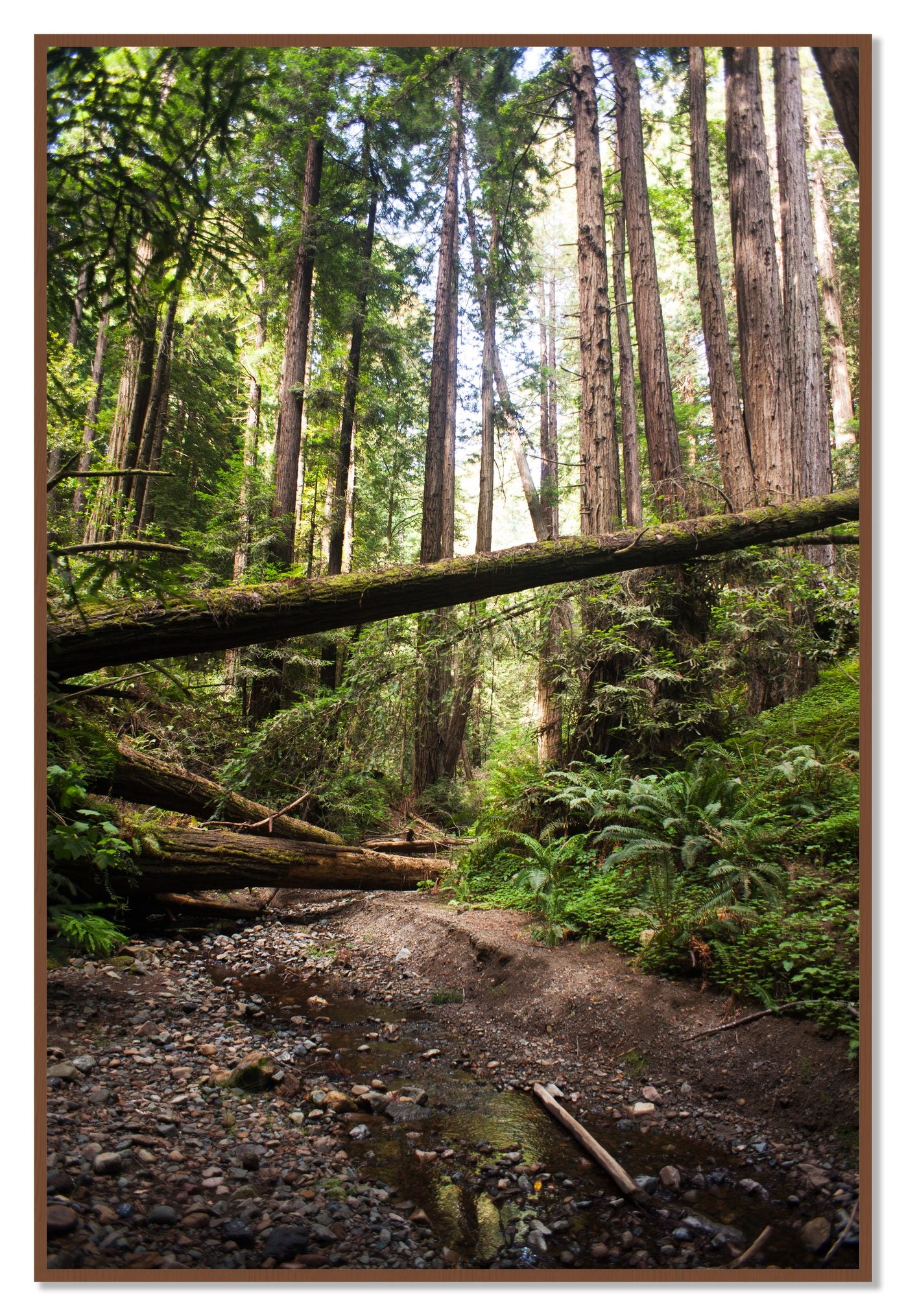 Redwoods California by Dylan Ozanich, 48×72 Full Bleed Print in a Walnut frame