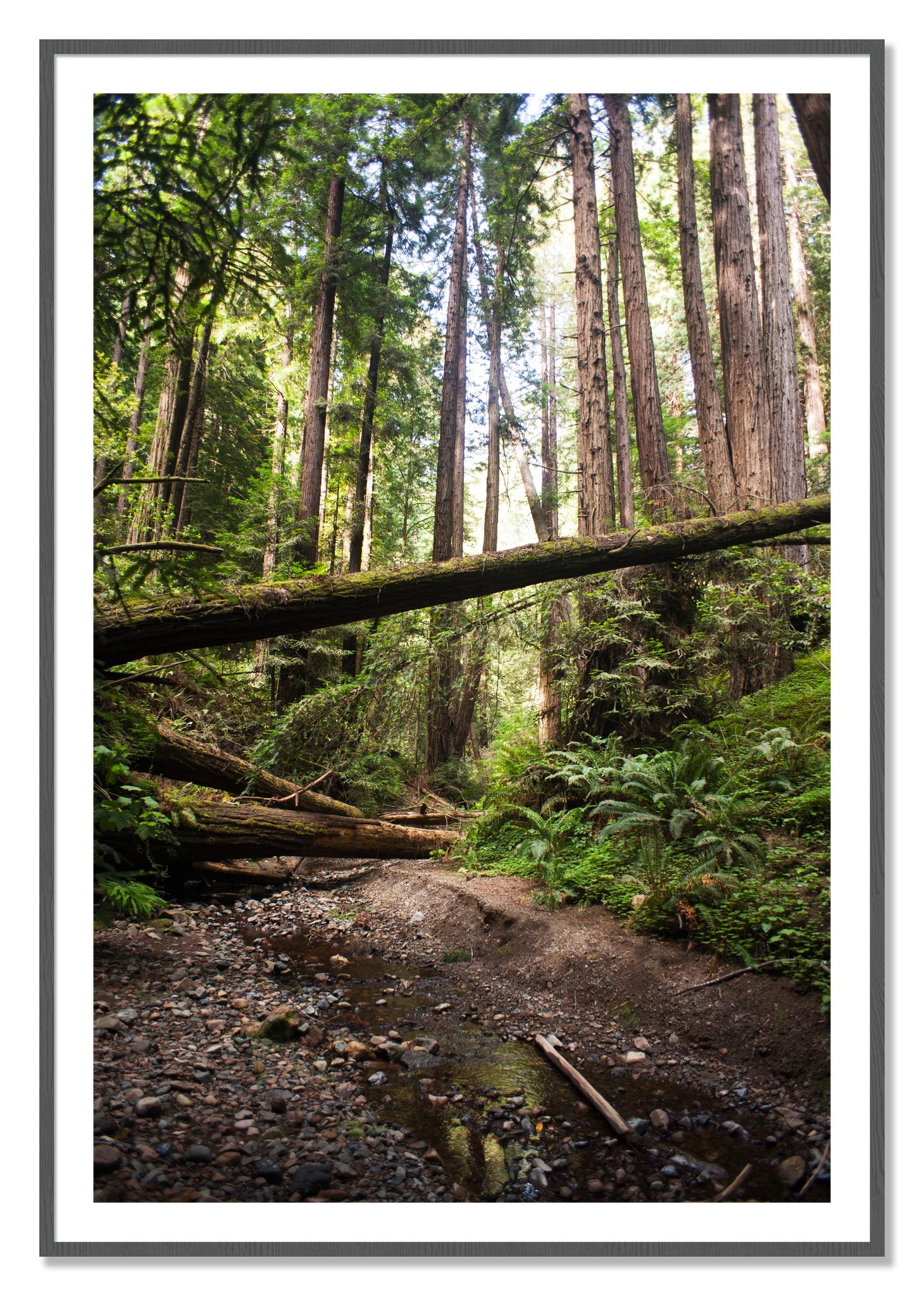 Framed photograph of Redwoods California by Dylan Ozanich, Grey frame, Borders