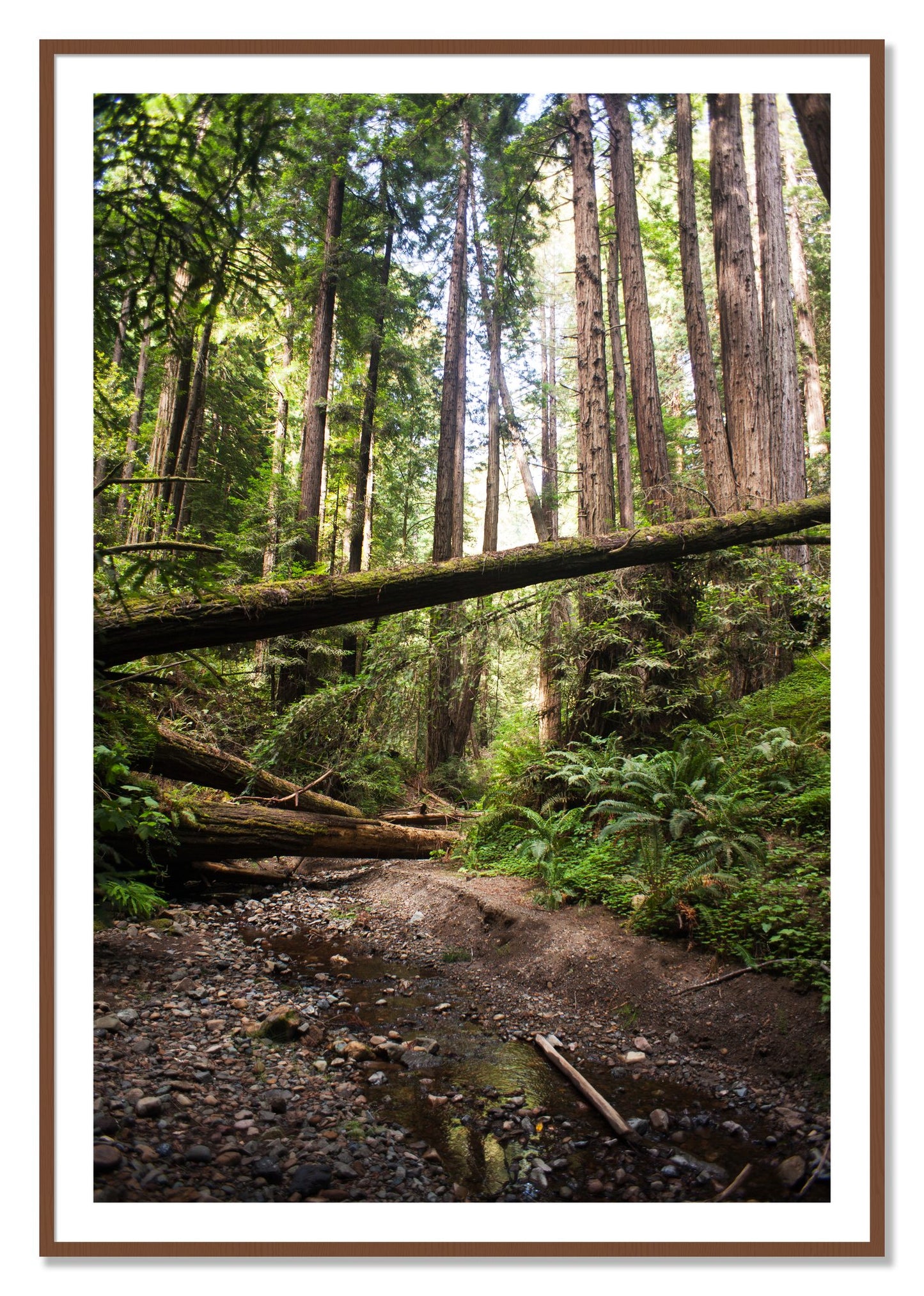 Framed photograph of Redwoods California by Dylan Ozanich, Walnut frame, Borders