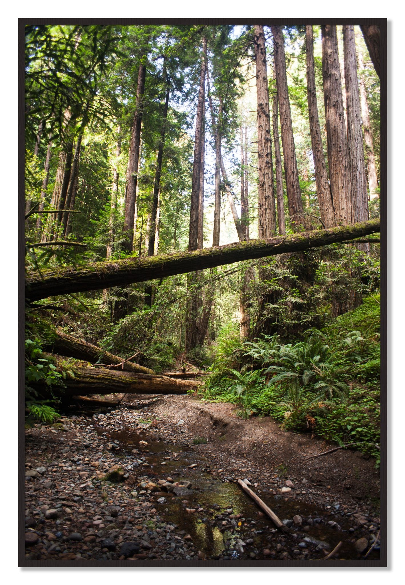 Framed photograph of Redwoods California by Dylan Ozanich, Black Walnut frame, Full Bleed