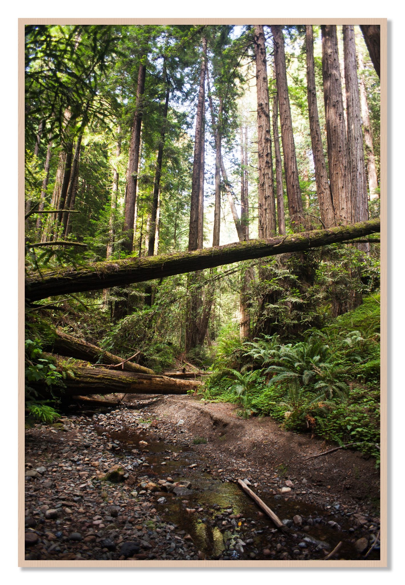 Framed photograph of Redwoods California by Dylan Ozanich, Maple frame, Full Bleed
