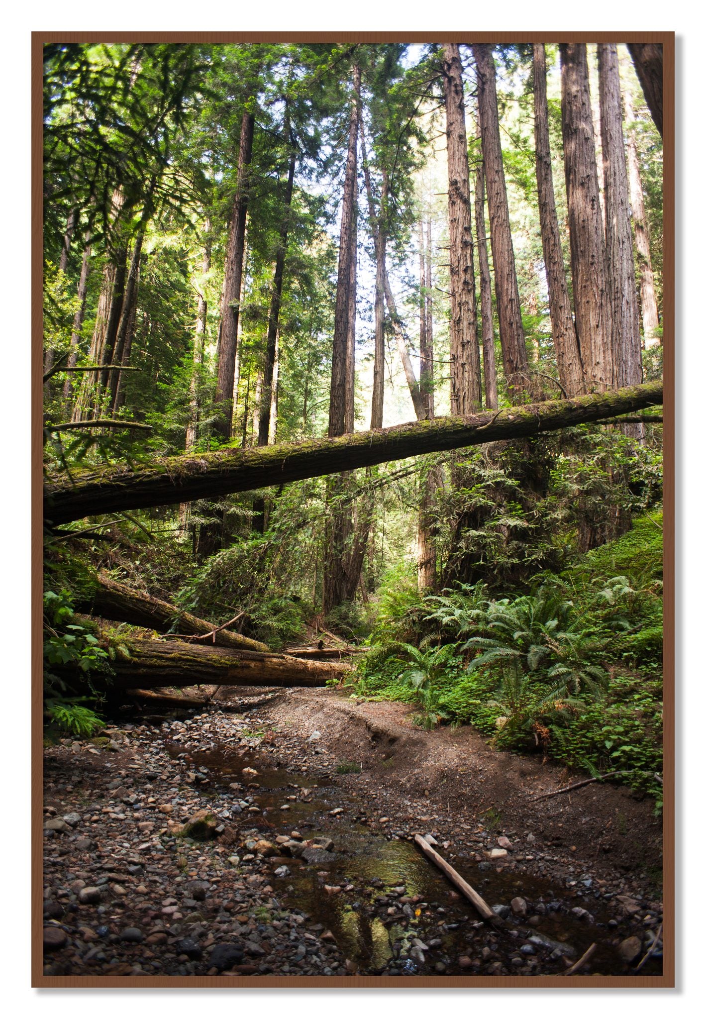 Framed photograph of Redwoods California by Dylan Ozanich, Walnut frame, Full Bleed