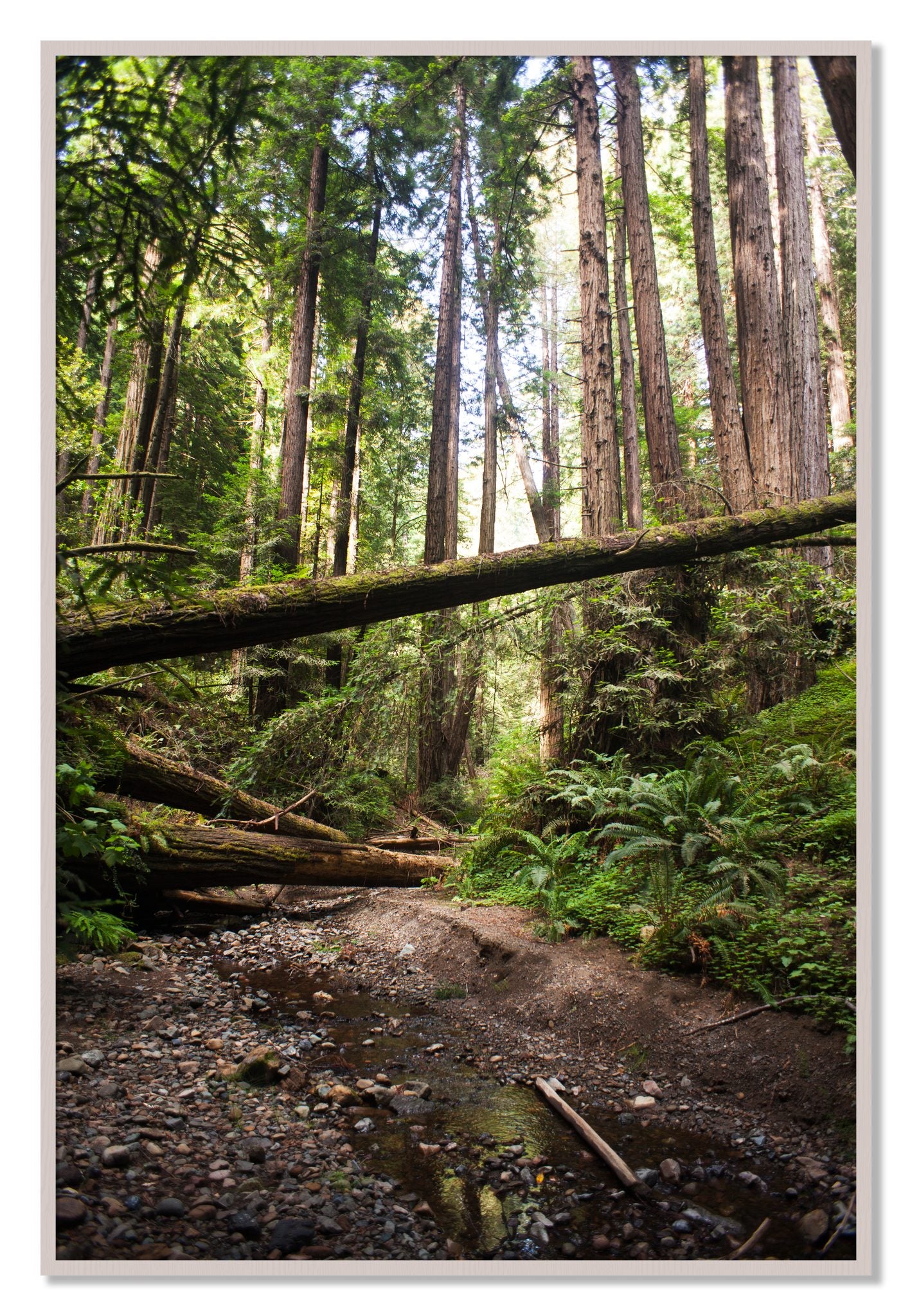 Framed photograph of Redwoods California by Dylan Ozanich, White Maple frame, Full Bleed