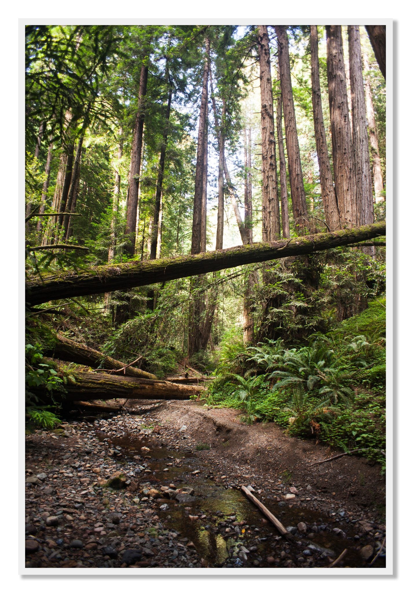 Framed photograph of Redwoods California by Dylan Ozanich, White frame, Full Bleed