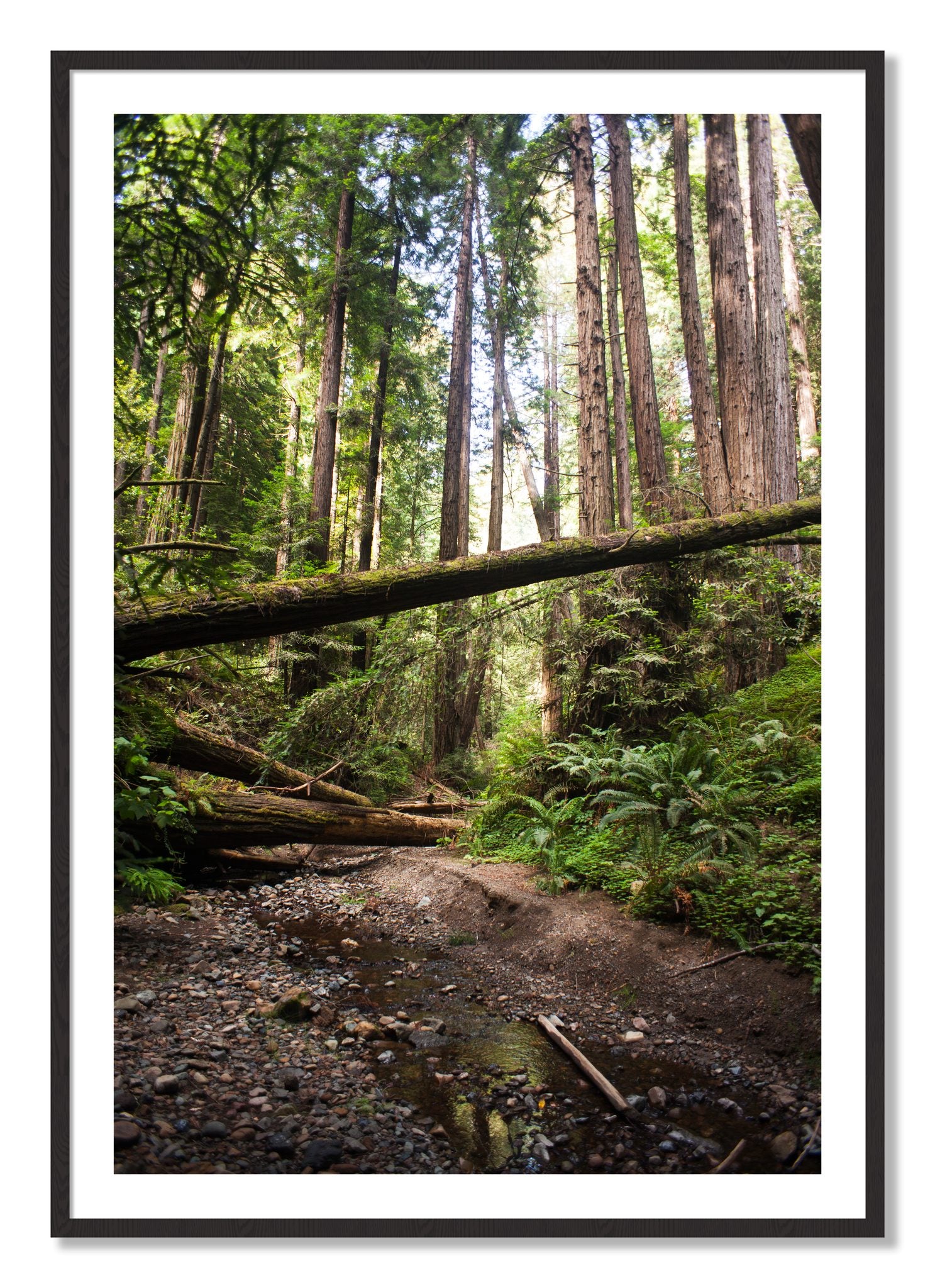 Framed photograph of Redwoods California by Dylan Ozanich, Black Walnut frame, Borders