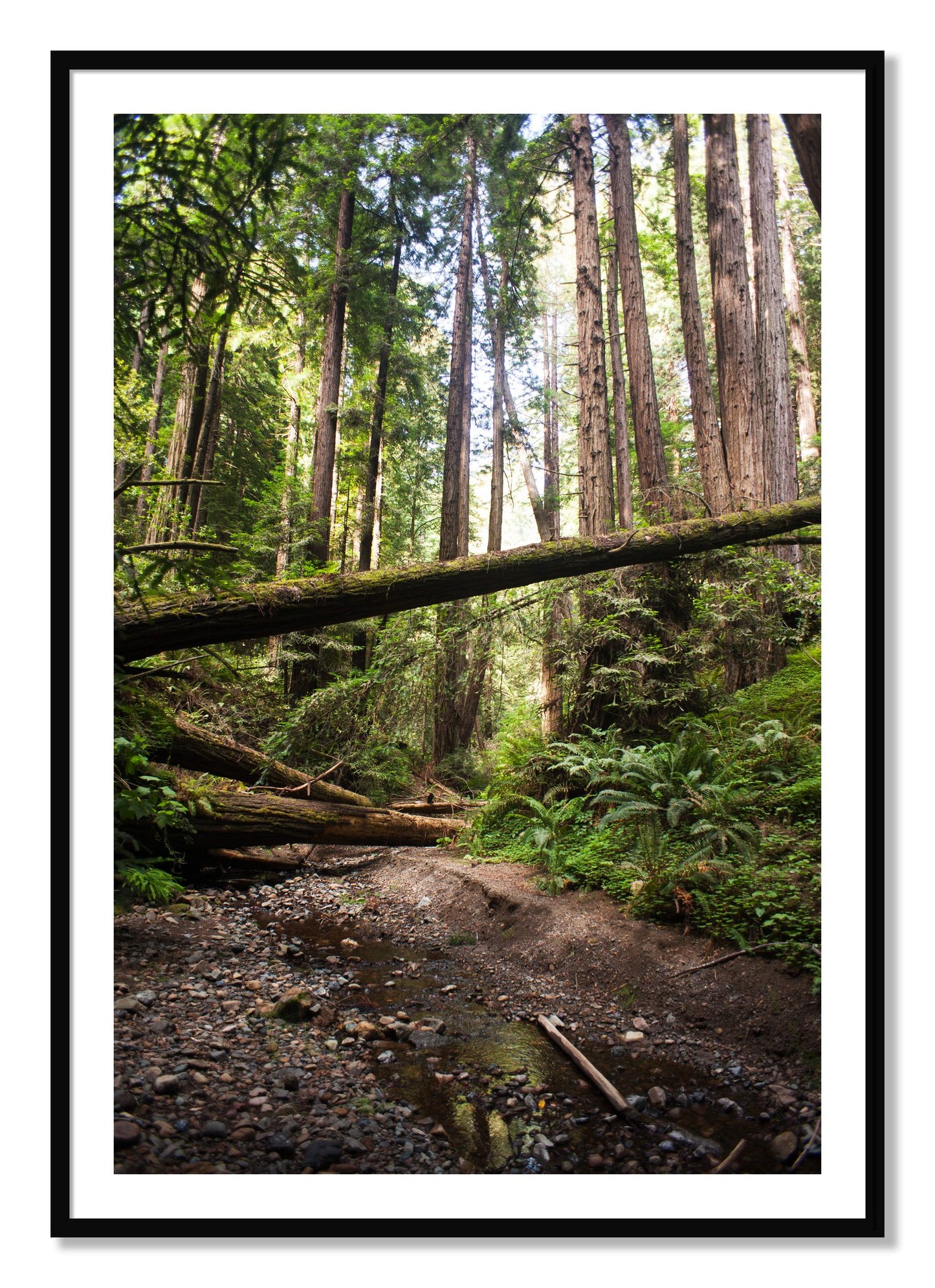 Framed photograph of Redwoods California by Dylan Ozanich, Black frame, Borders